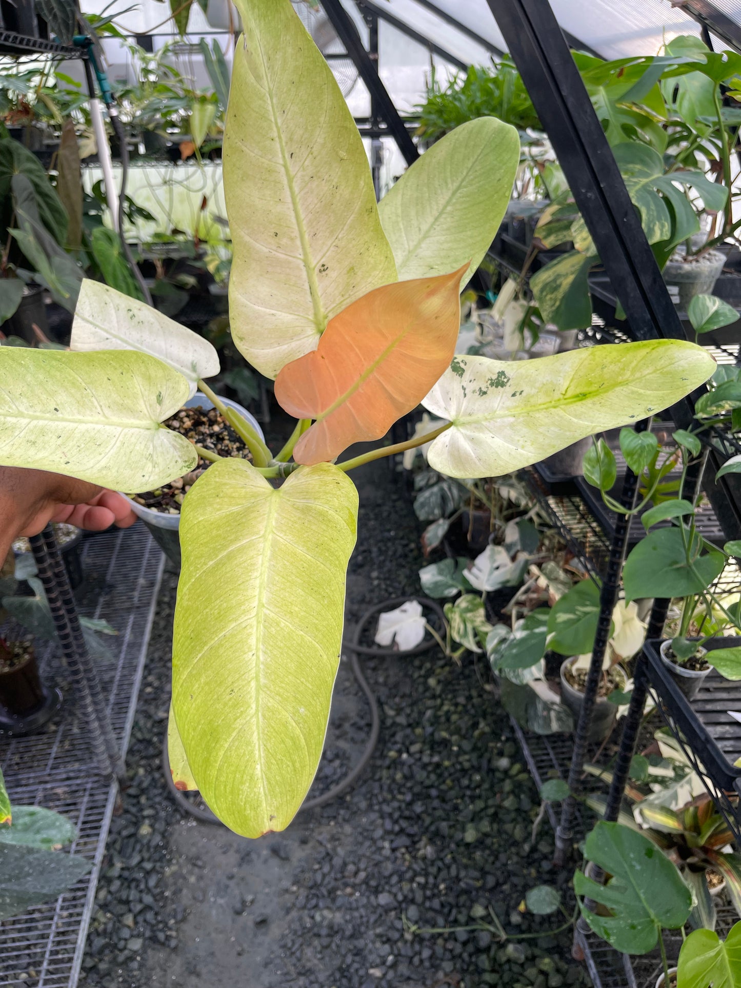 Variegated Philodendron Whipple Way (Thai)