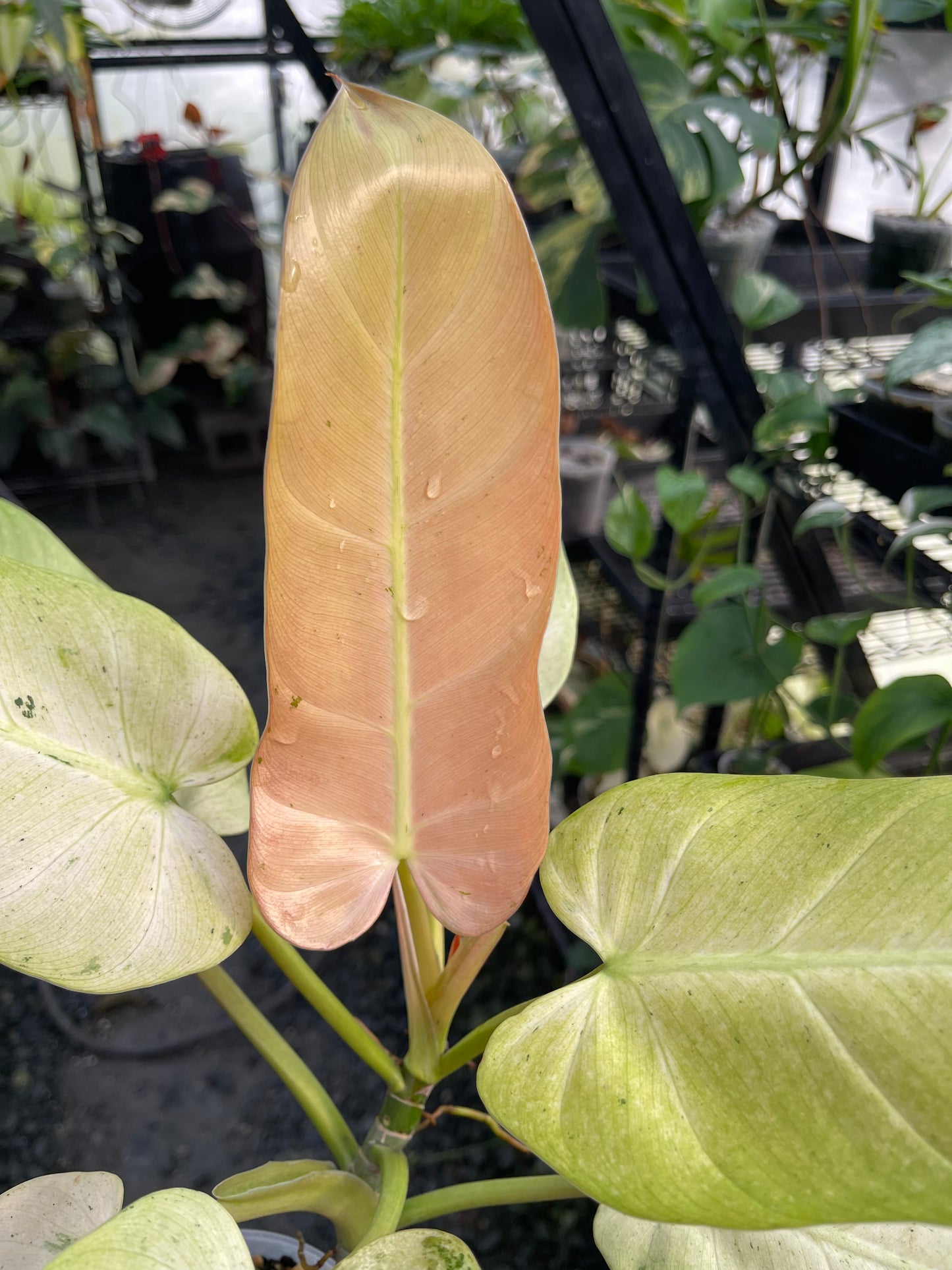 Variegated Philodendron Whipple Way (Thai)