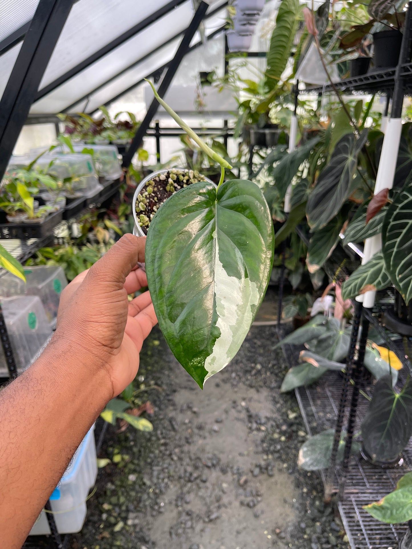 Syngonium Chiapense abigarrado