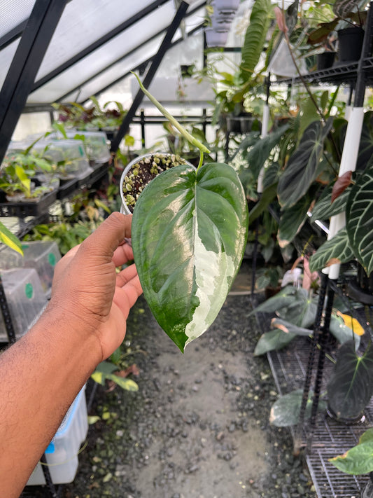 Variegated Syngonium Chiapense