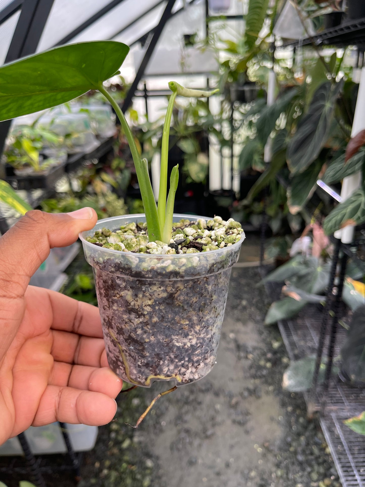 Syngonium Chiapense abigarrado