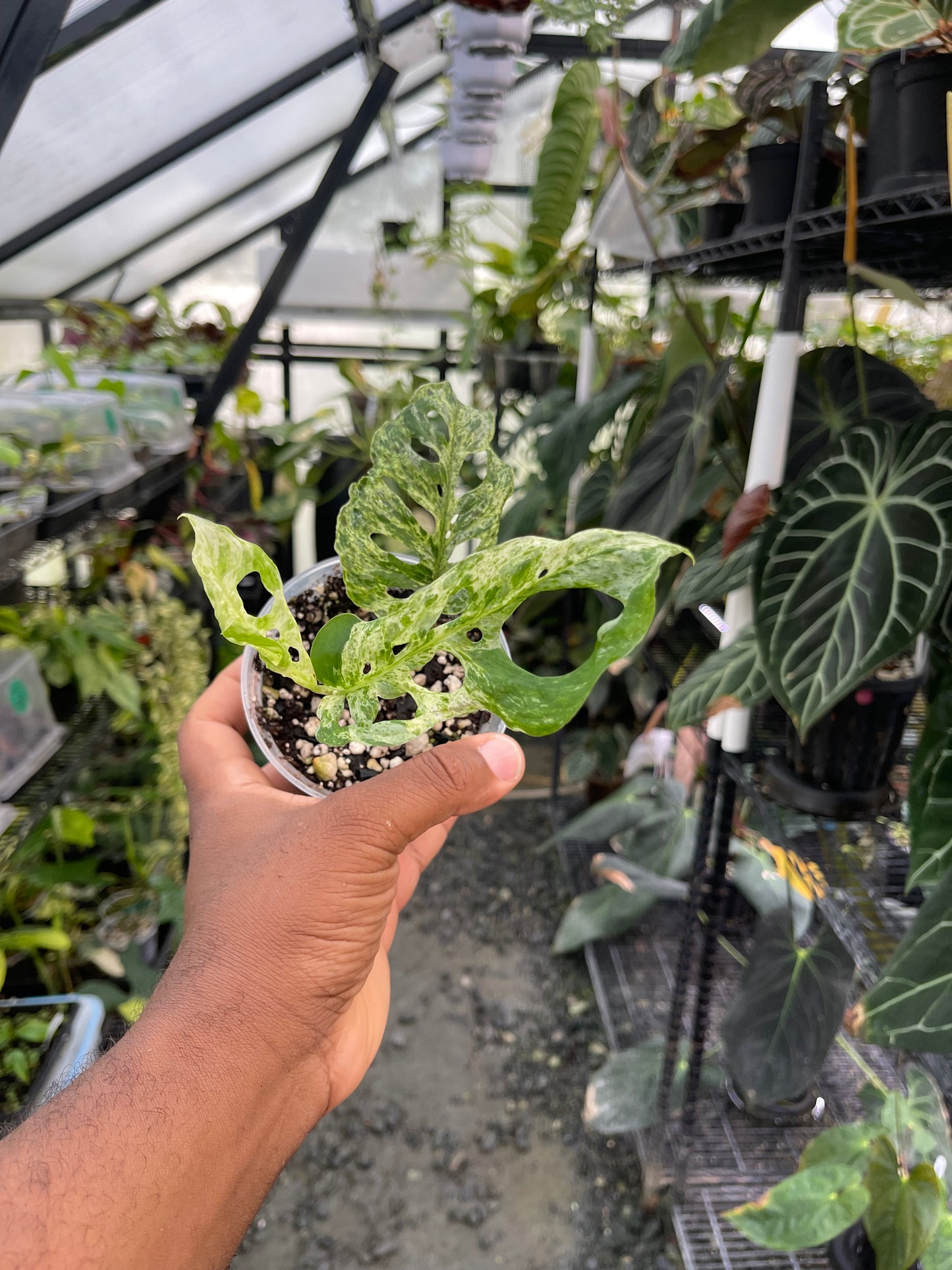 Monstera Adansonii- Mottled