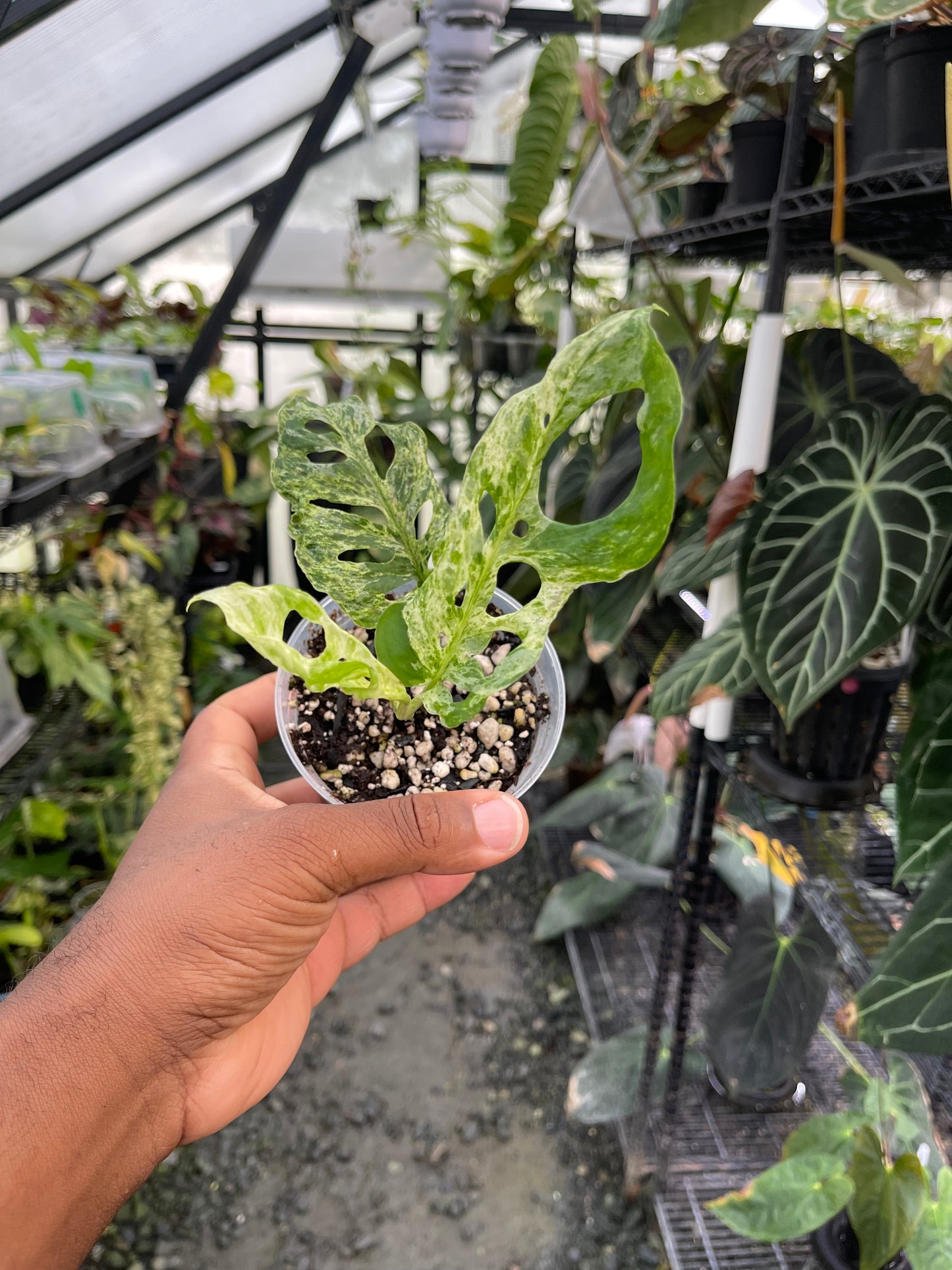 Monstera Adansonii- Mottled