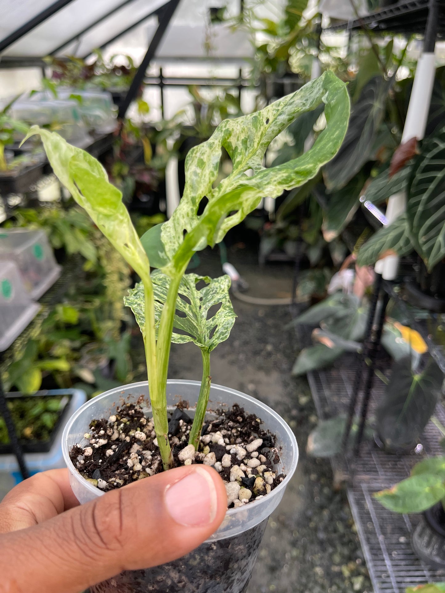 Monstera Adansonii- Mottled