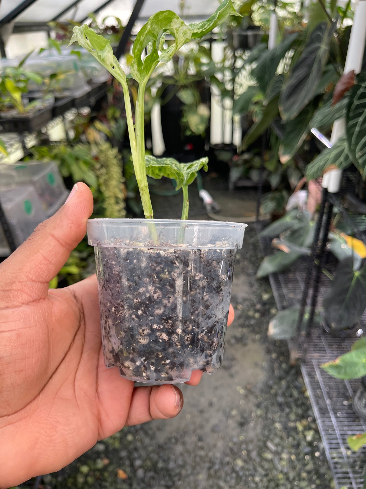 Monstera Adansonii- Mottled