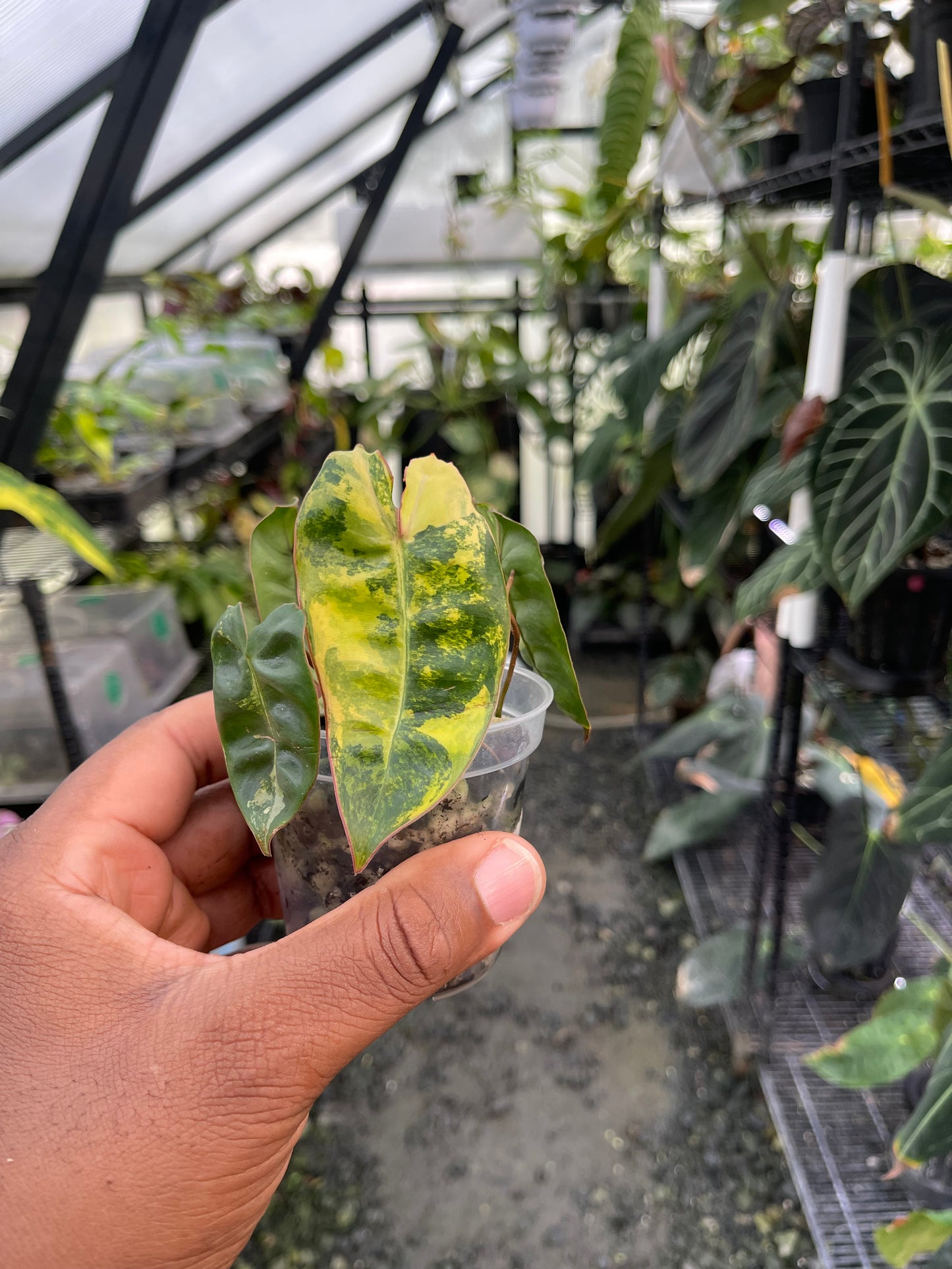 Variegated Philodendron Billietae