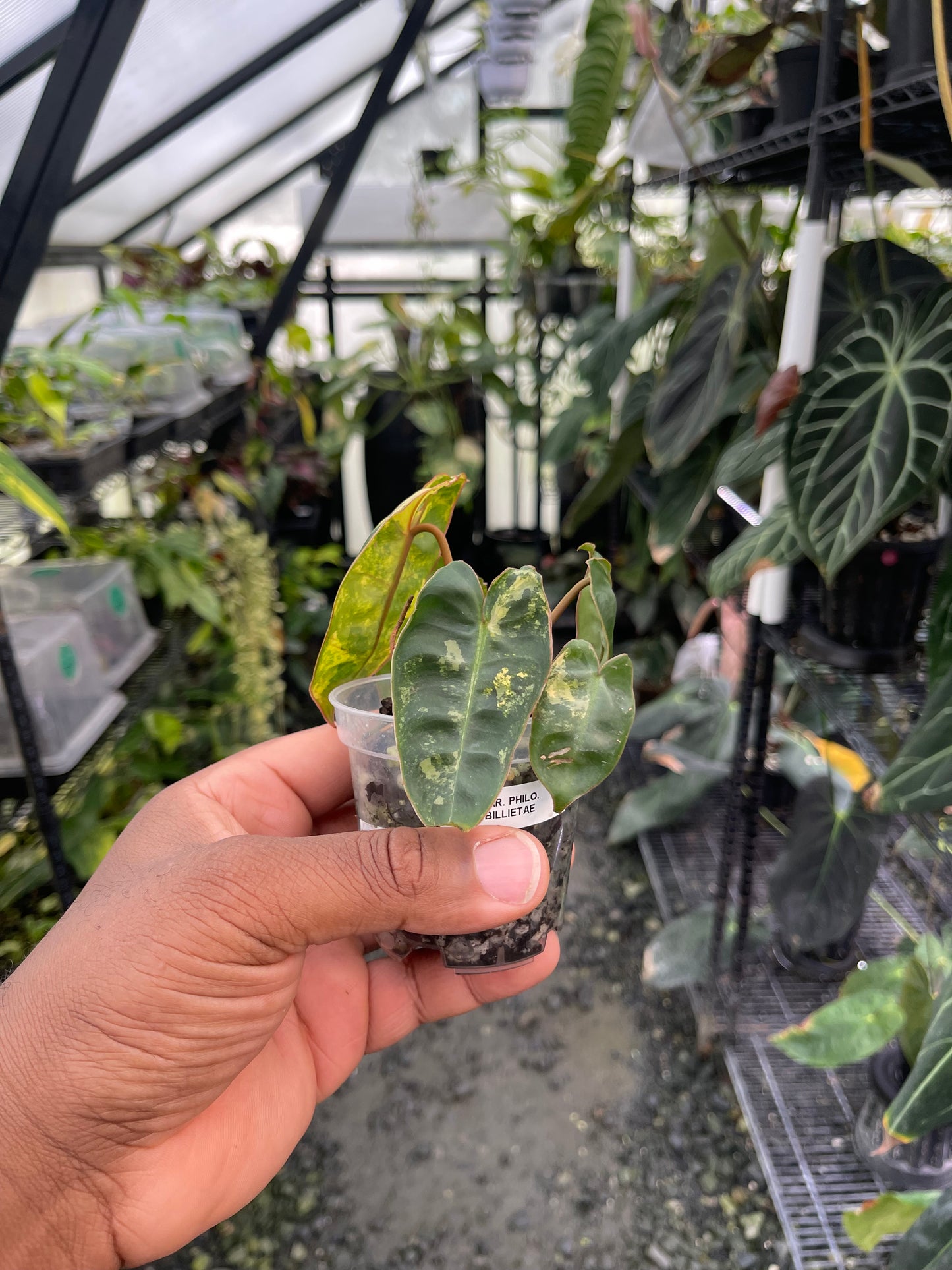 Variegated Philodendron Billietae