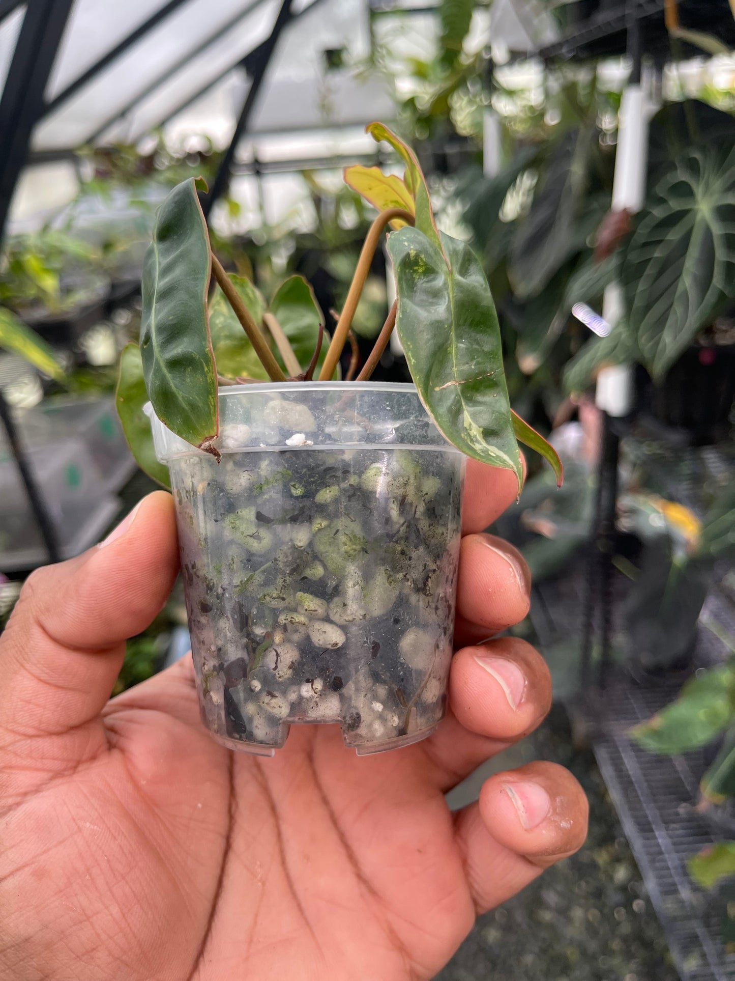 Variegated Philodendron Billietae