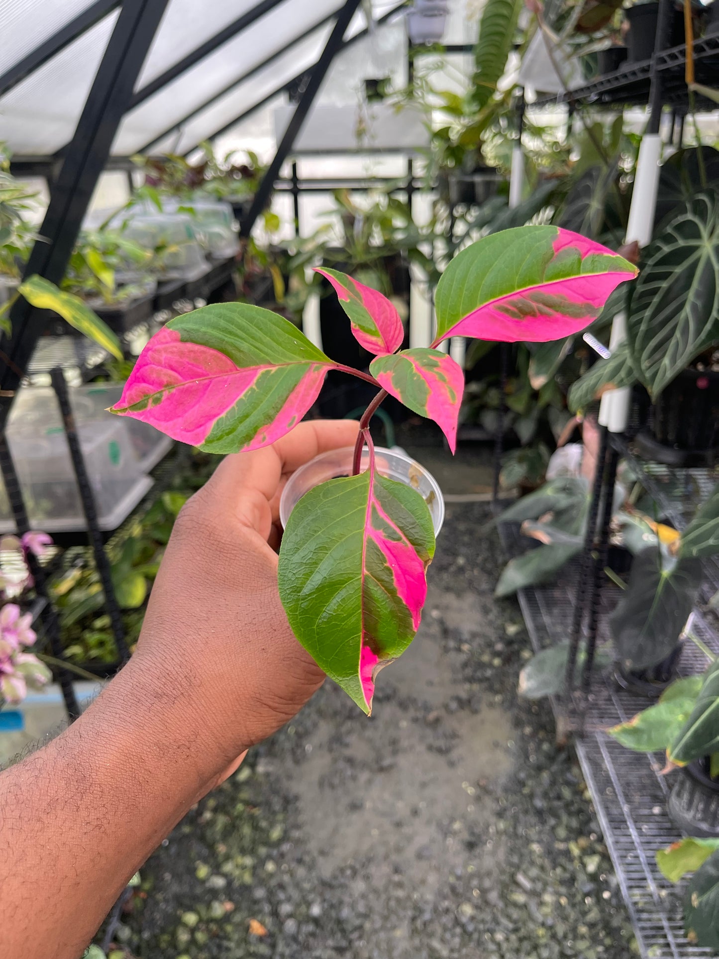 Planta Party Time (Alternanthera ficoidea) La elección del cultivador
