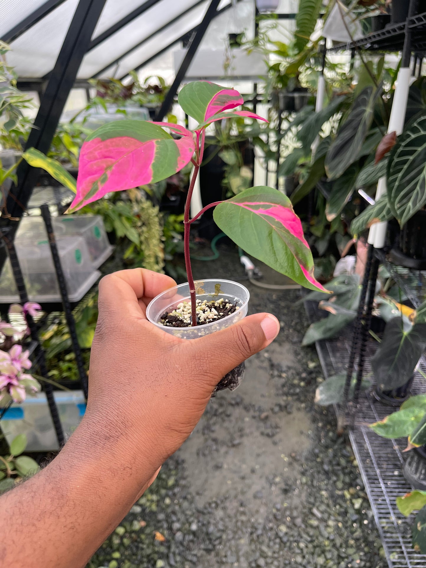 Planta Party Time (Alternanthera ficoidea) La elección del cultivador