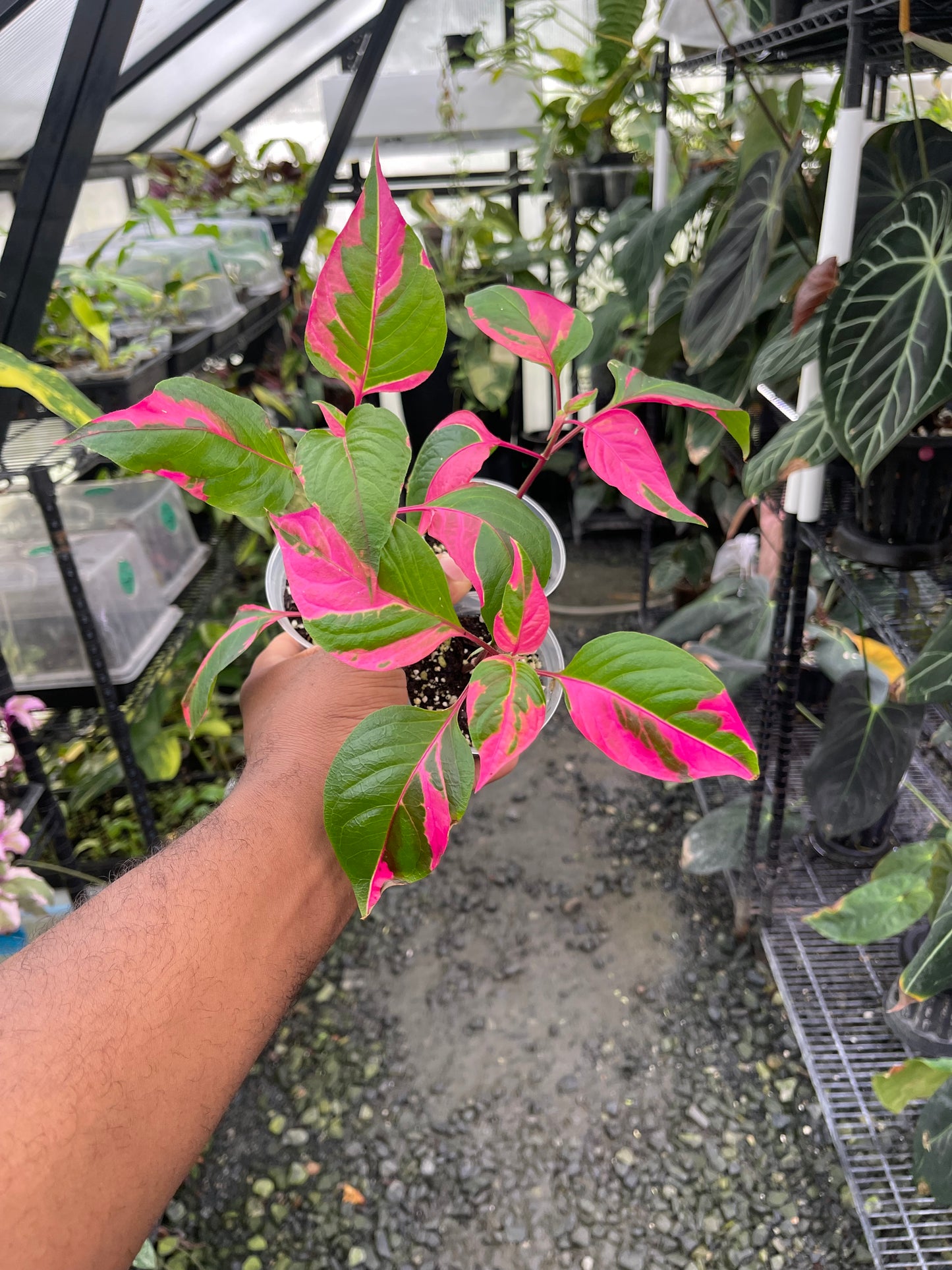 Planta Party Time (Alternanthera ficoidea) La elección del cultivador