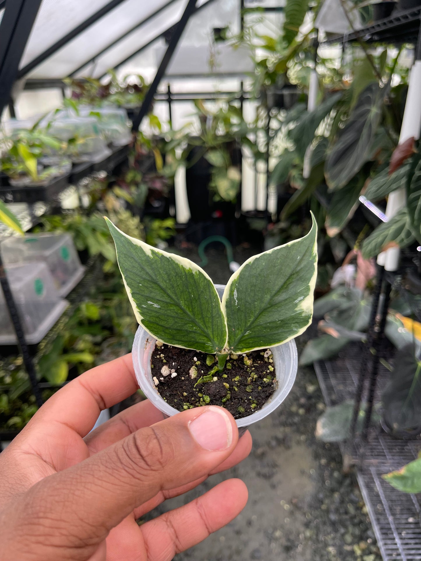 Hoya Silver Dollar: la elección del cultivador
