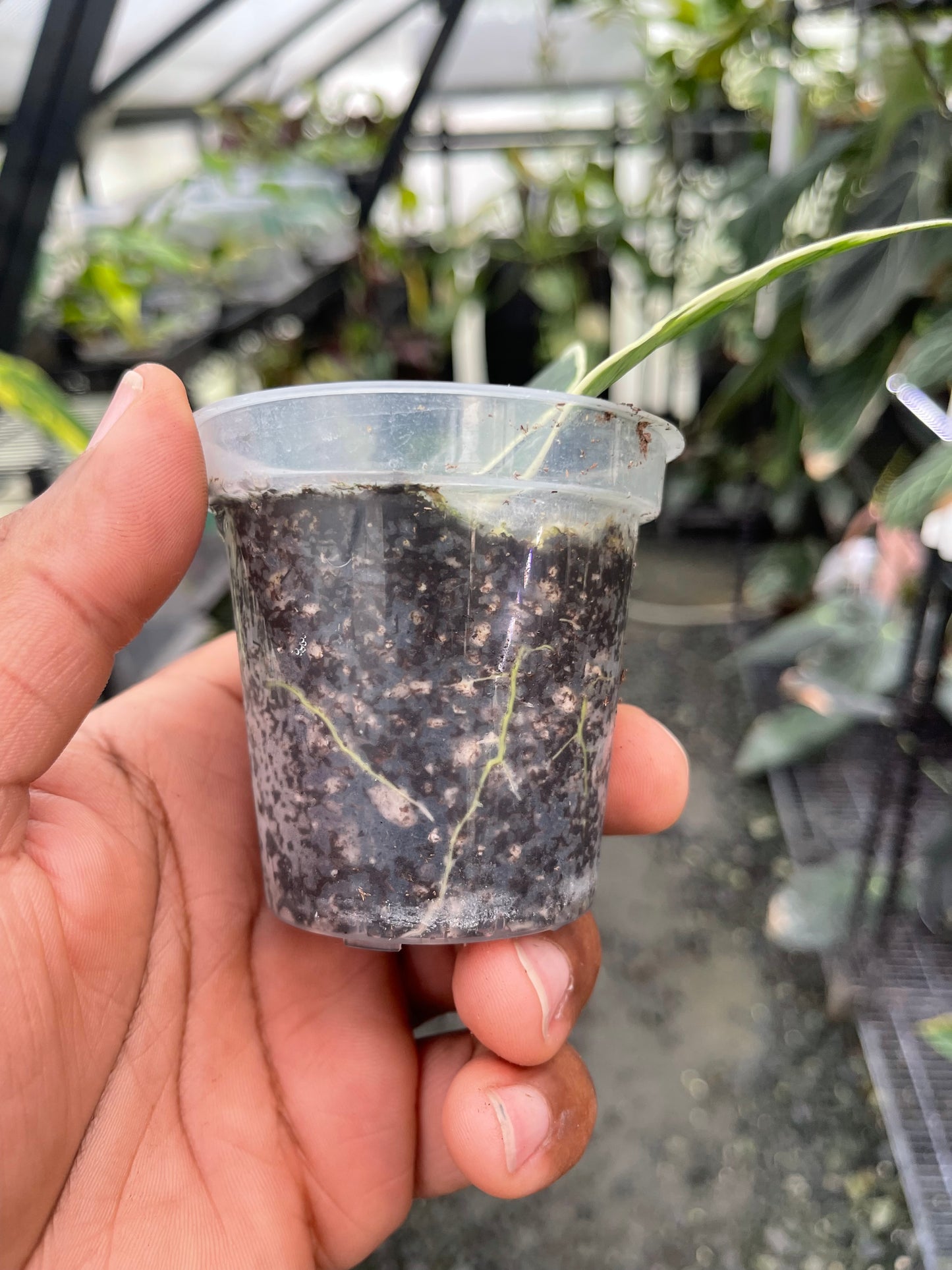 Hoya Silver Dollar: la elección del cultivador