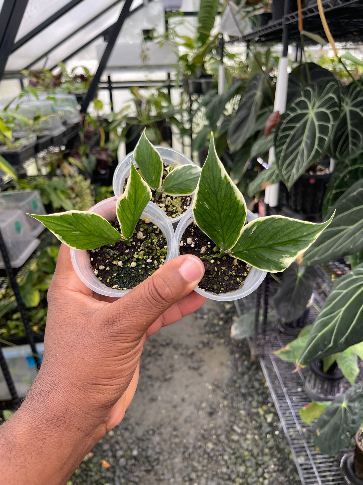 Hoya Silver Dollar: la elección del cultivador