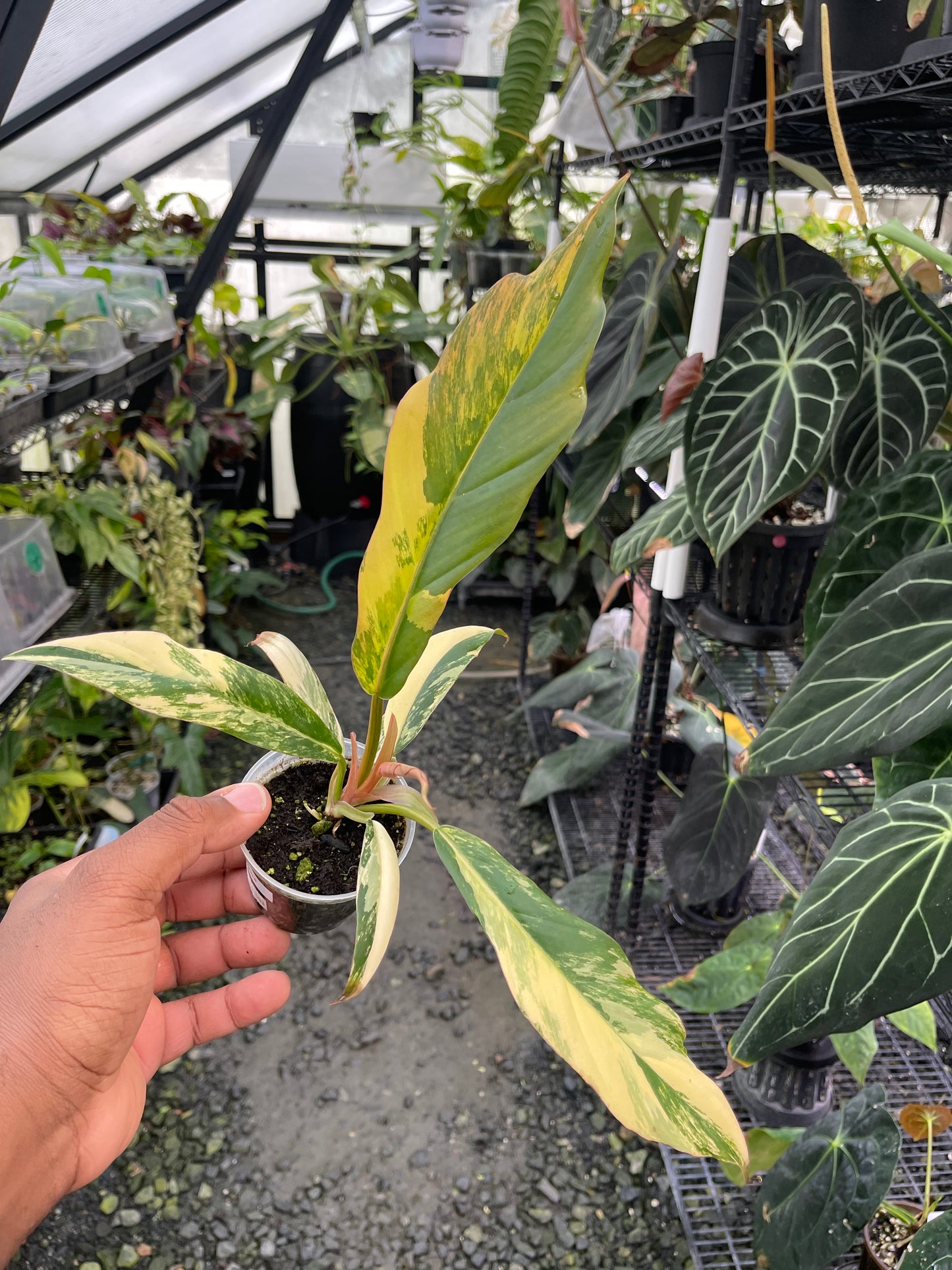Philodendron Caramel Marble