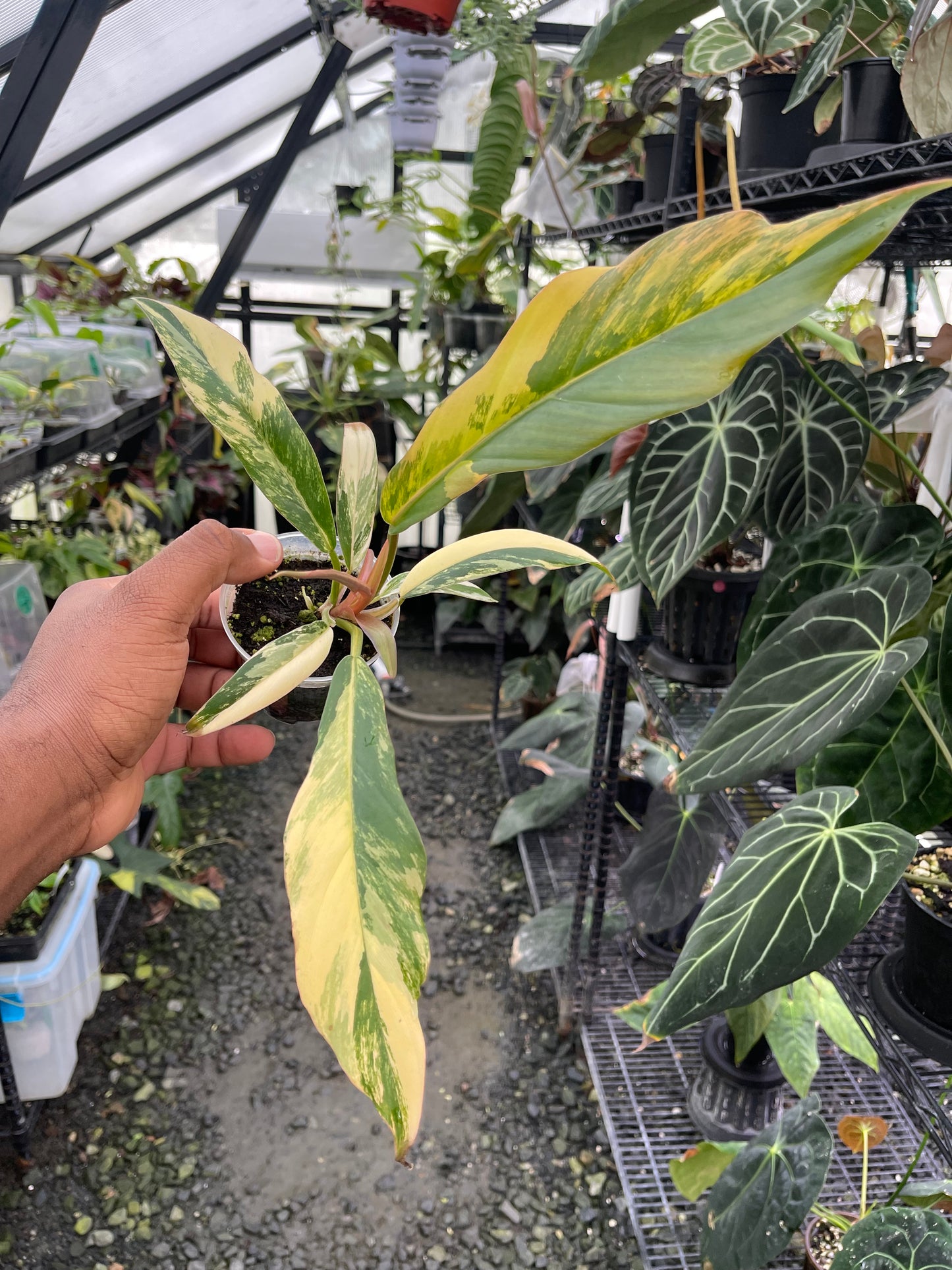 Philodendron Caramel Marble