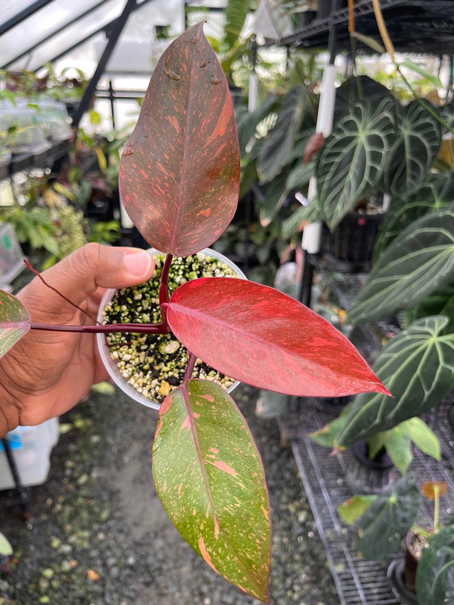 Philodendron Orange Princess