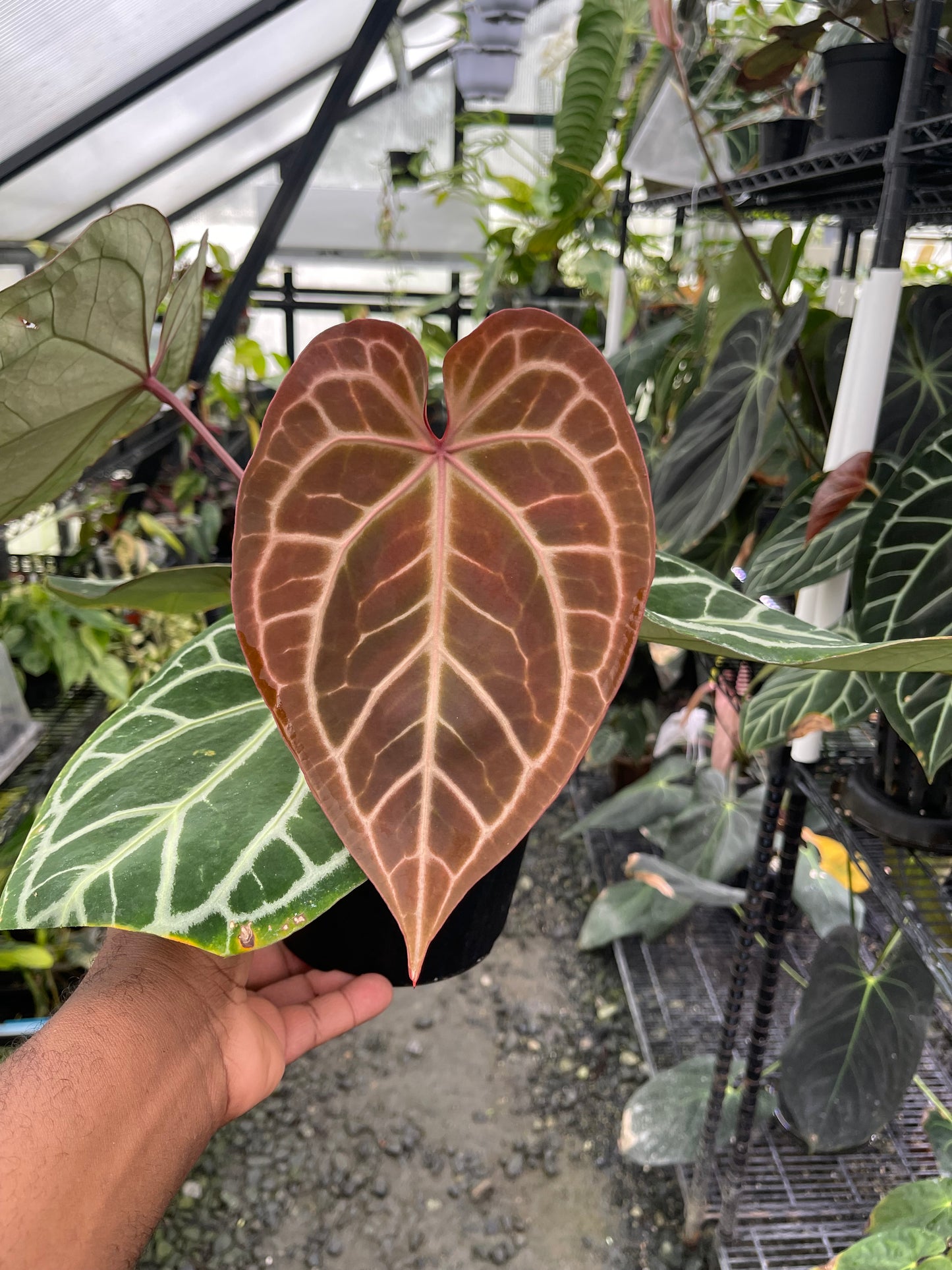 Anthurium Tezula Dreamweaver x Self