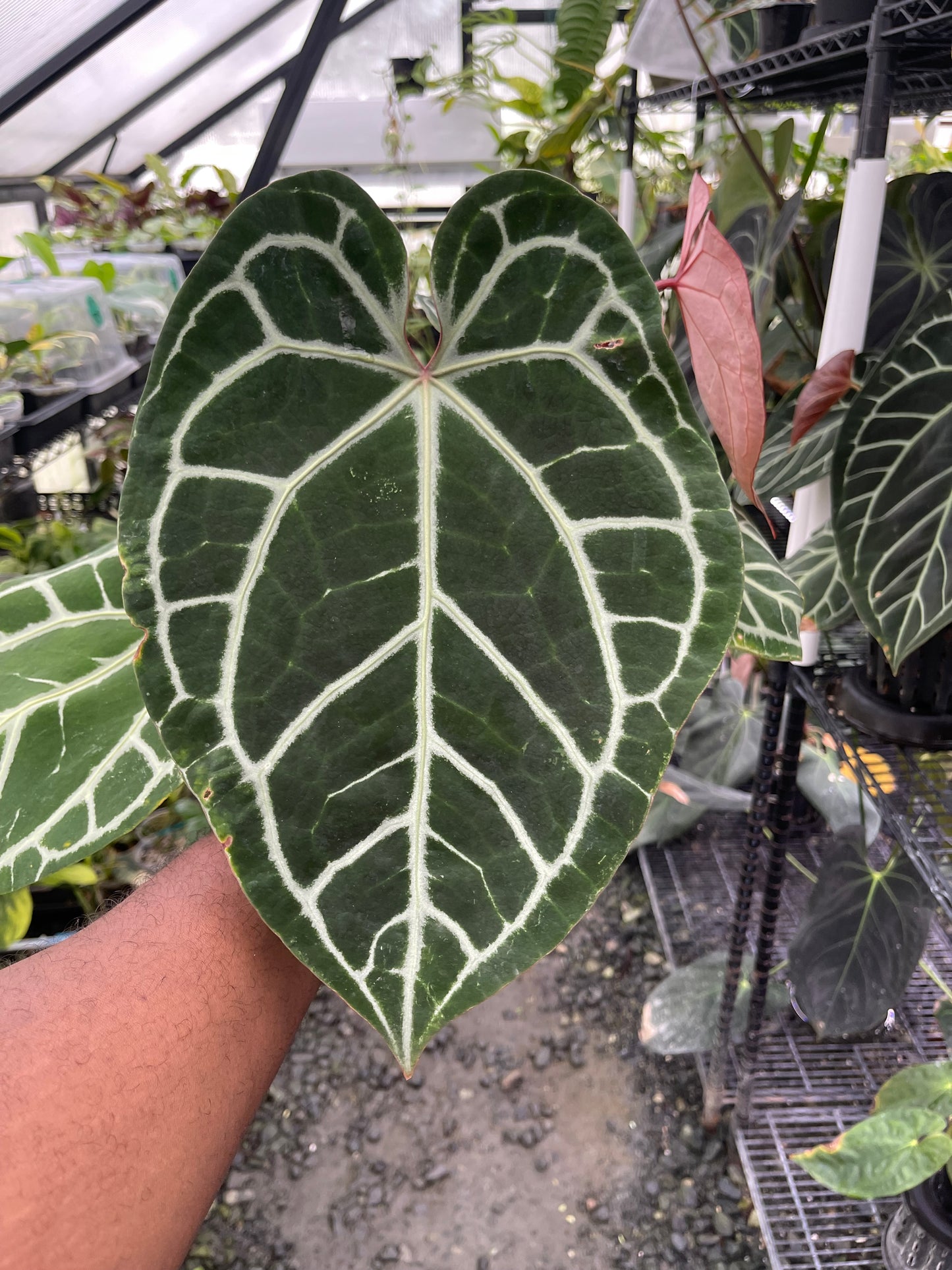 Anthurium Tezula Dreamweaver x Self