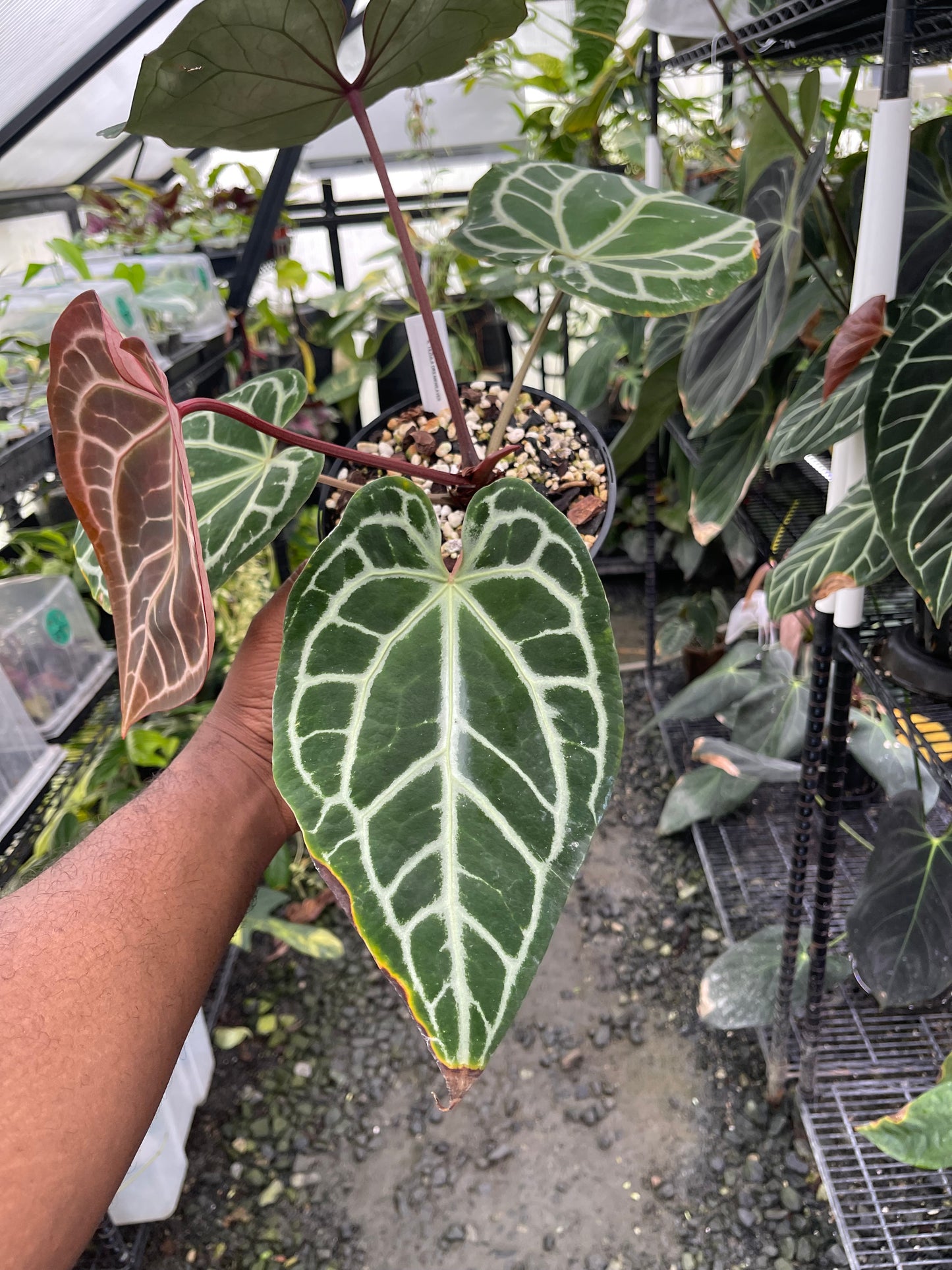 Anthurium Tezula Dreamweaver x Self