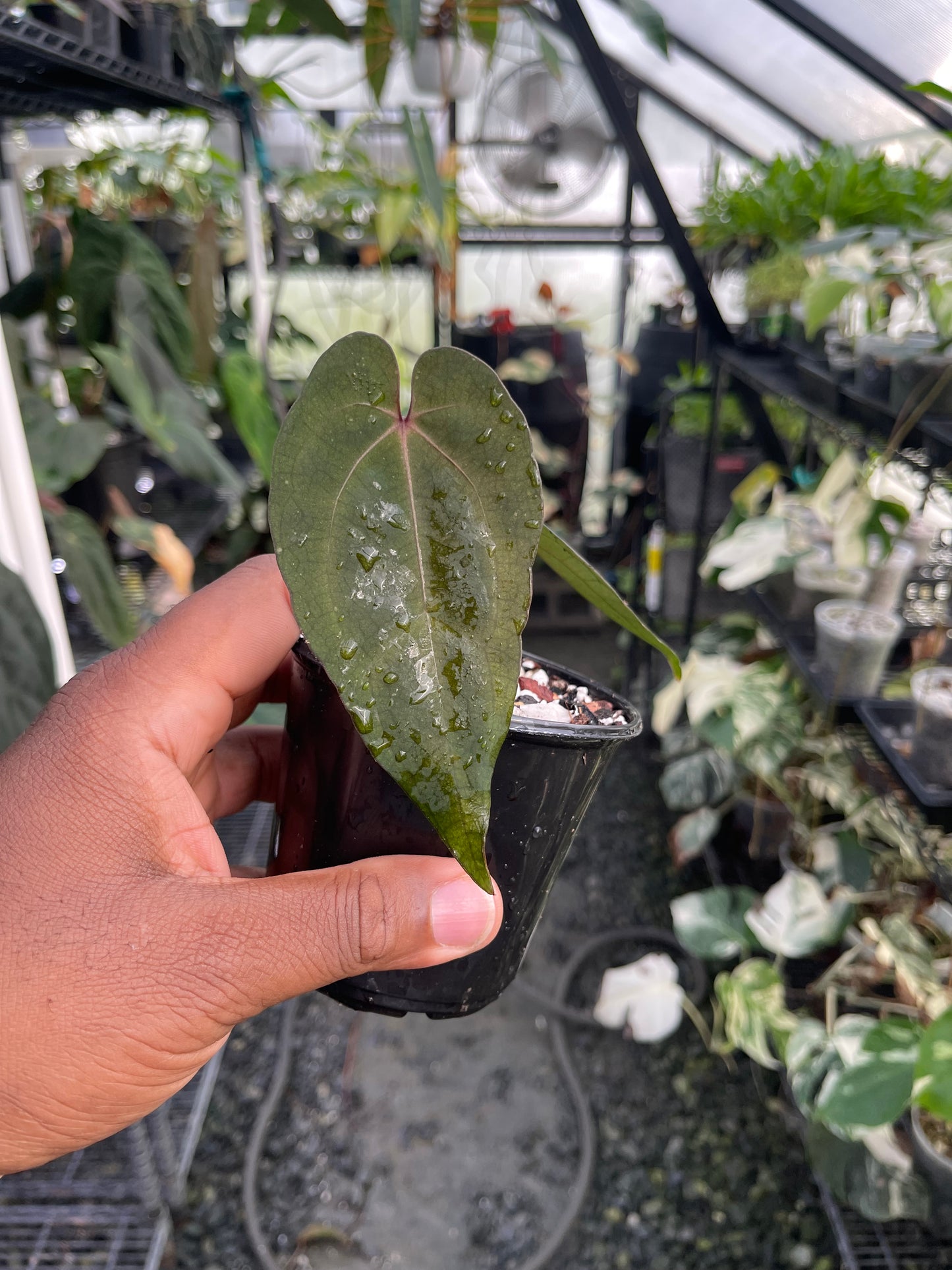 Anthurium Tezula Ace of Spade (Dark Form) Clone
