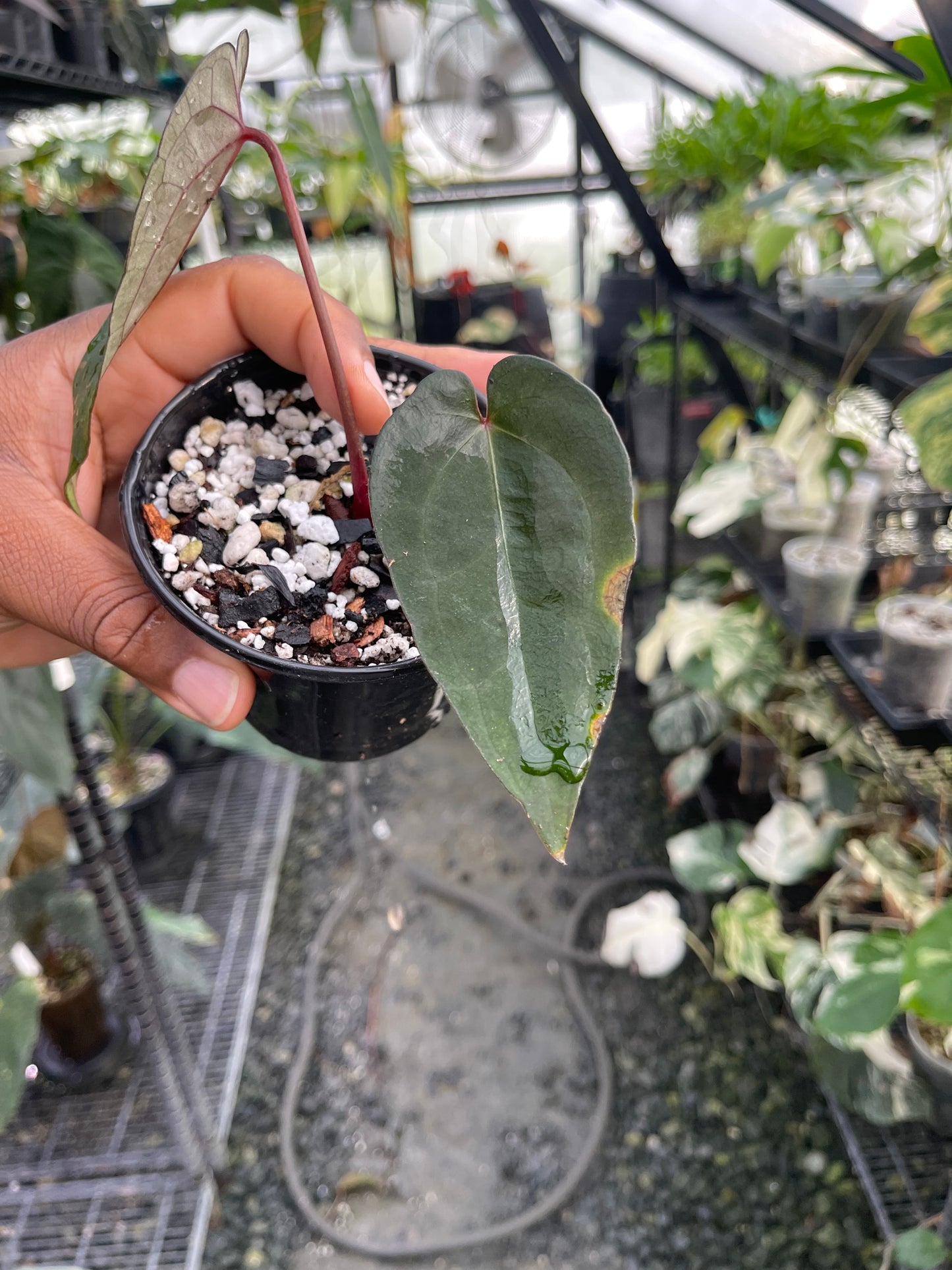 Anthurium Tezula Ace of Spade (Dark Form) Clone