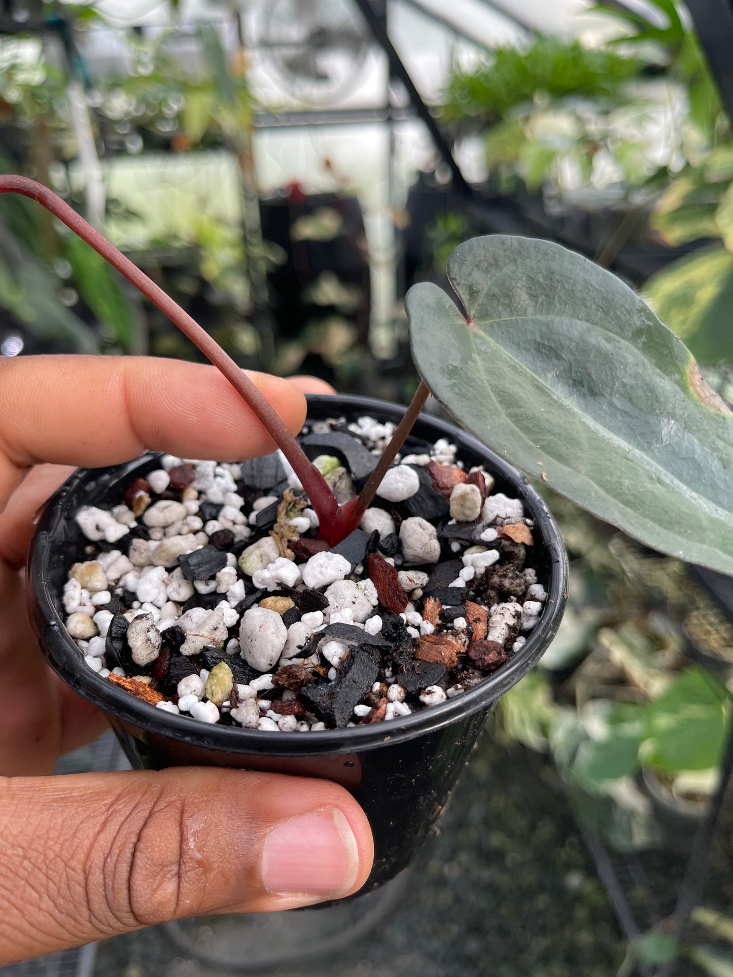 Anthurium Tezula Ace of Spade (Dark Form) Clone