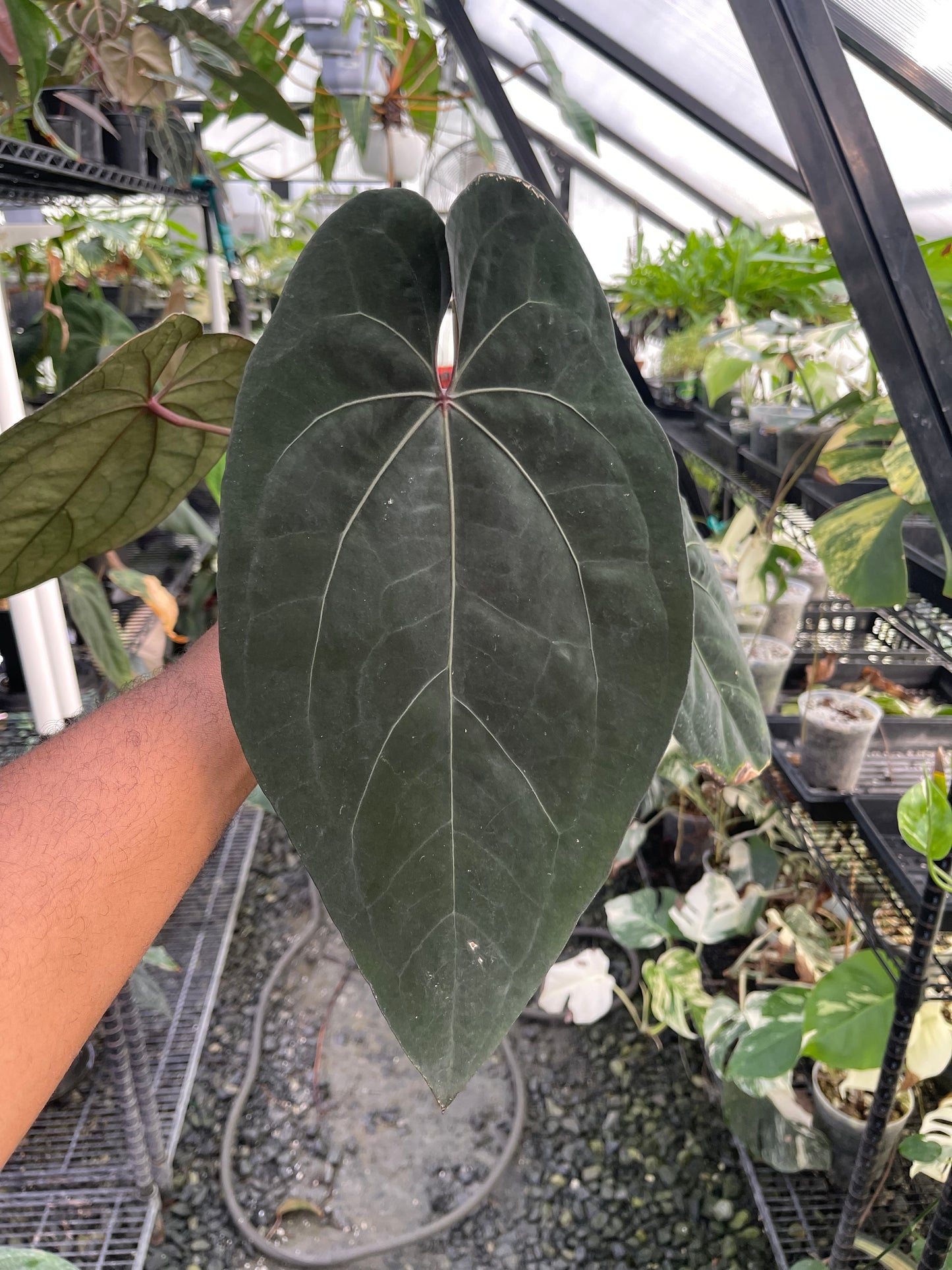Anthurium Tezula Ace of Spade (Dark Form) Clone