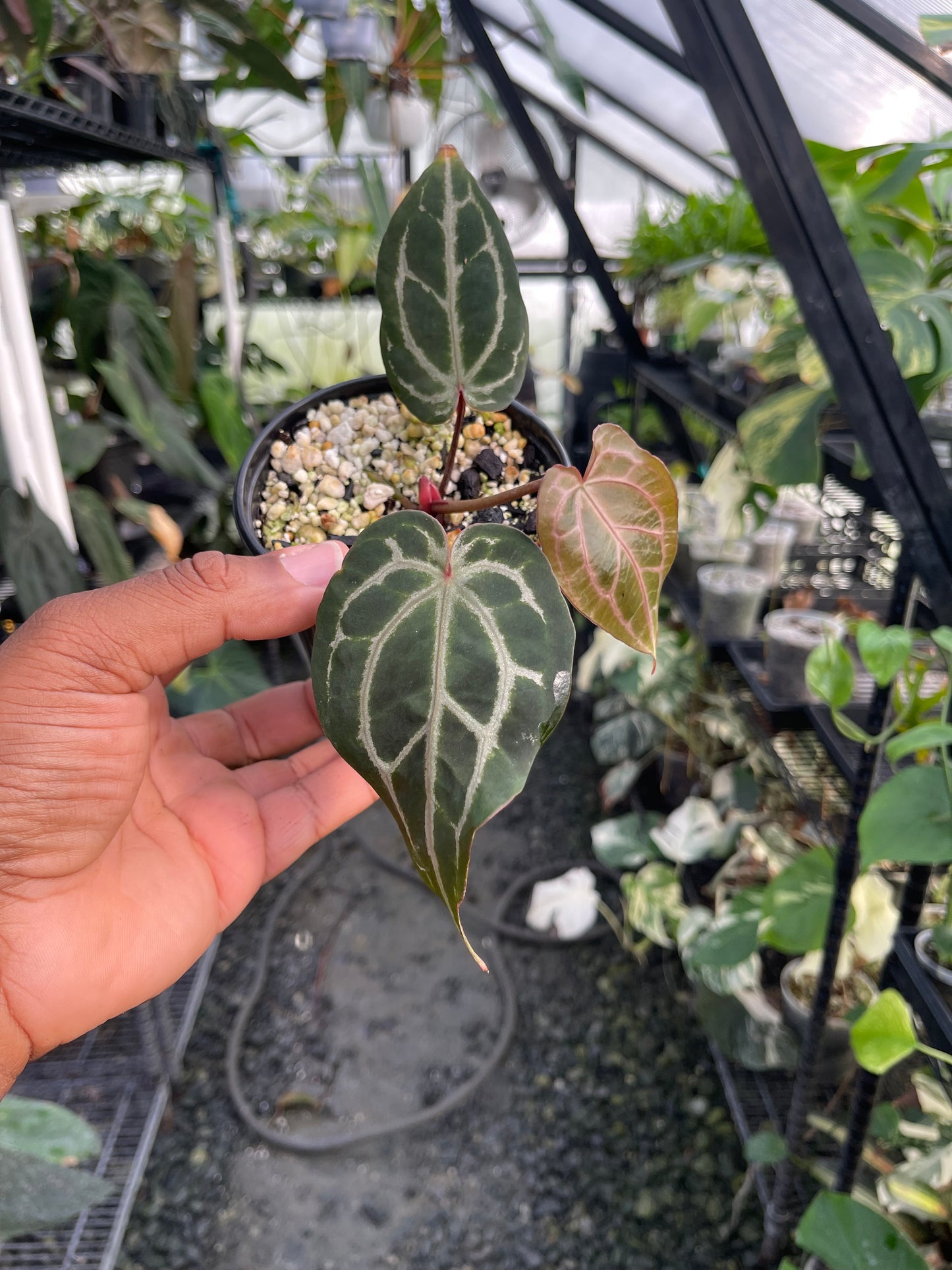 Anthurium Zara F4 (Clone/Offset)