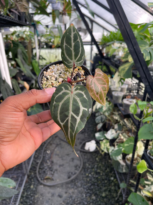 Anthurium Zara F4 (Clone/Offset)