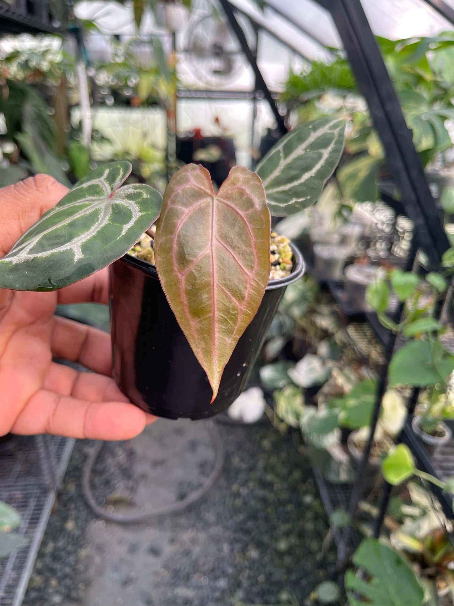 Anthurium Zara F4 (Clone/Offset)