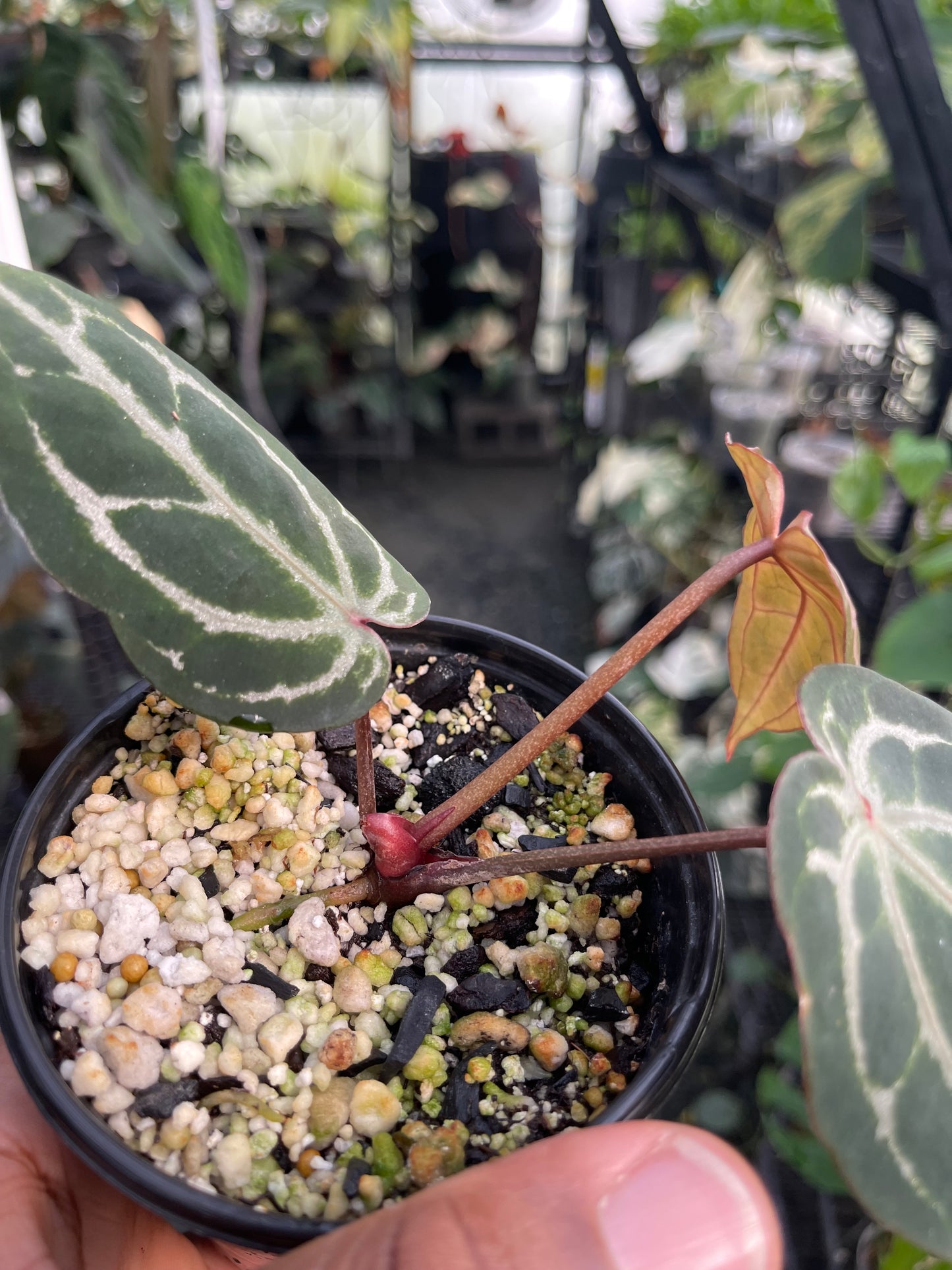 Anthurium Zara F4 (Clone/Offset)