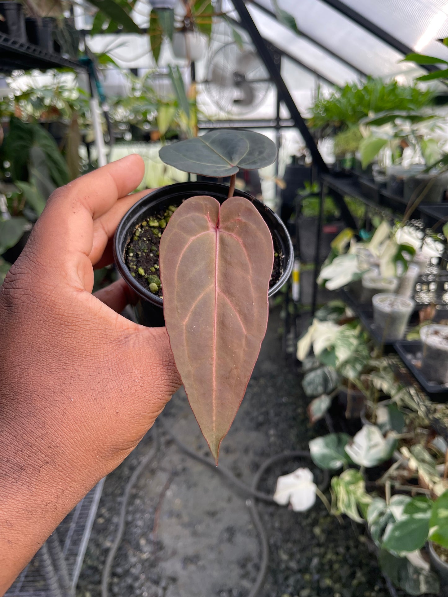 Anthurium Doc Block Dark & Handsome x Red Velvet Cake (Clone/Offset)