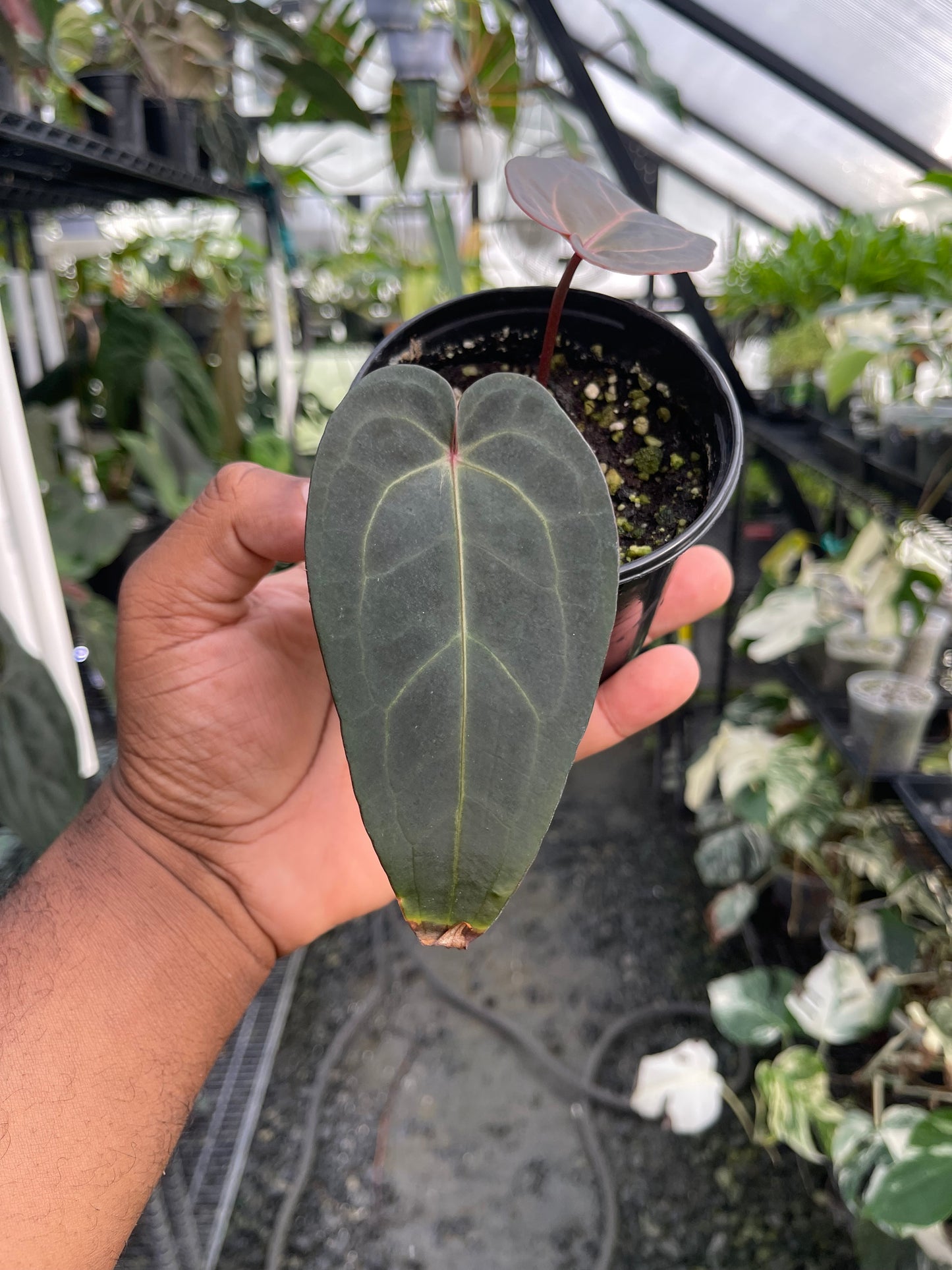 Anthurium Doc Block Dark & Handsome x Red Velvet Cake (Clone/Offset)
