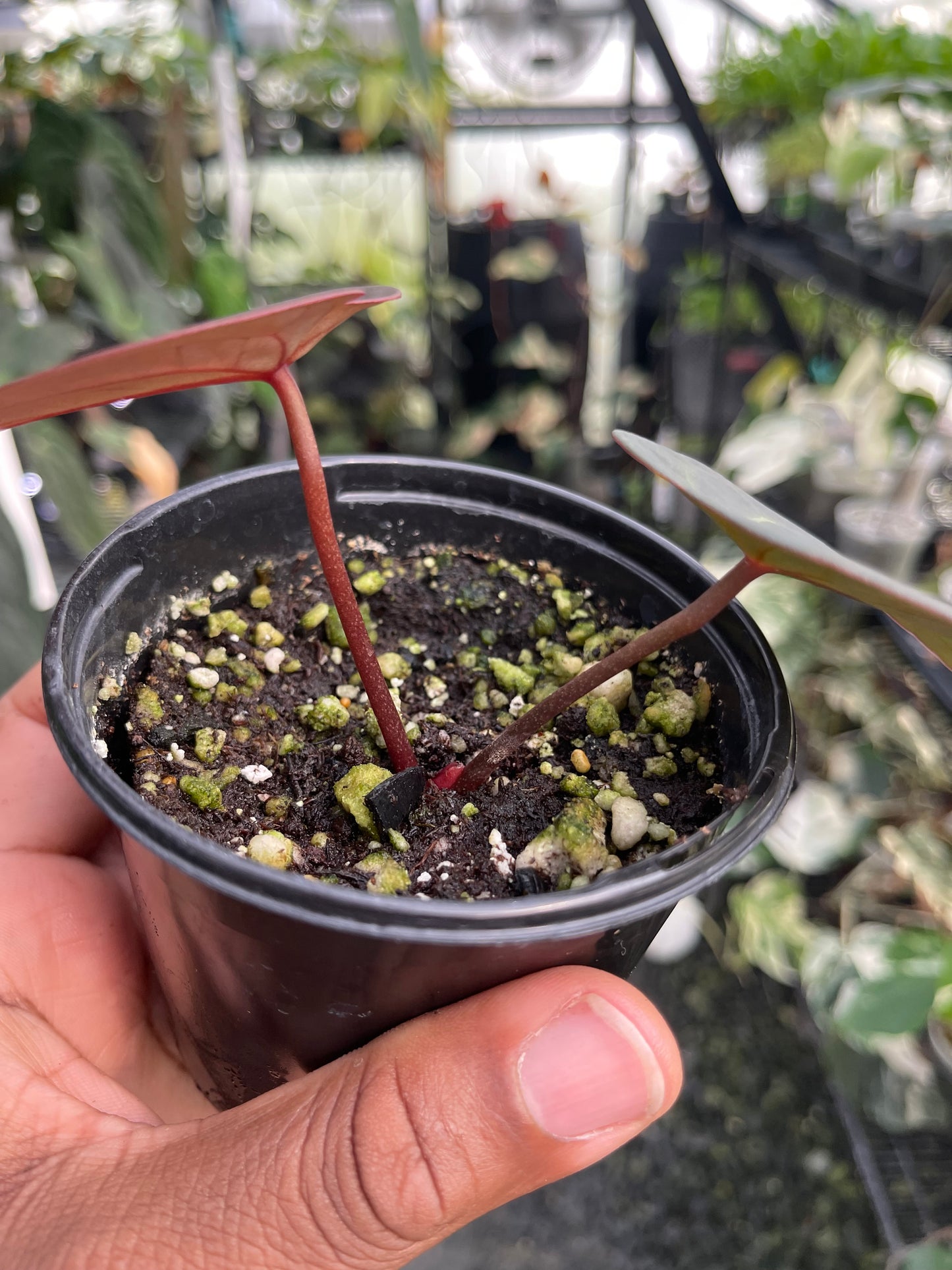 Anthurium Doc Block Dark & Handsome x Red Velvet Cake (Clone/Offset)