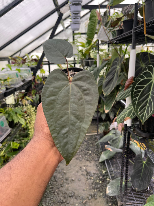 Anthurium Cerrocampanense/Pap x Tim’s Black