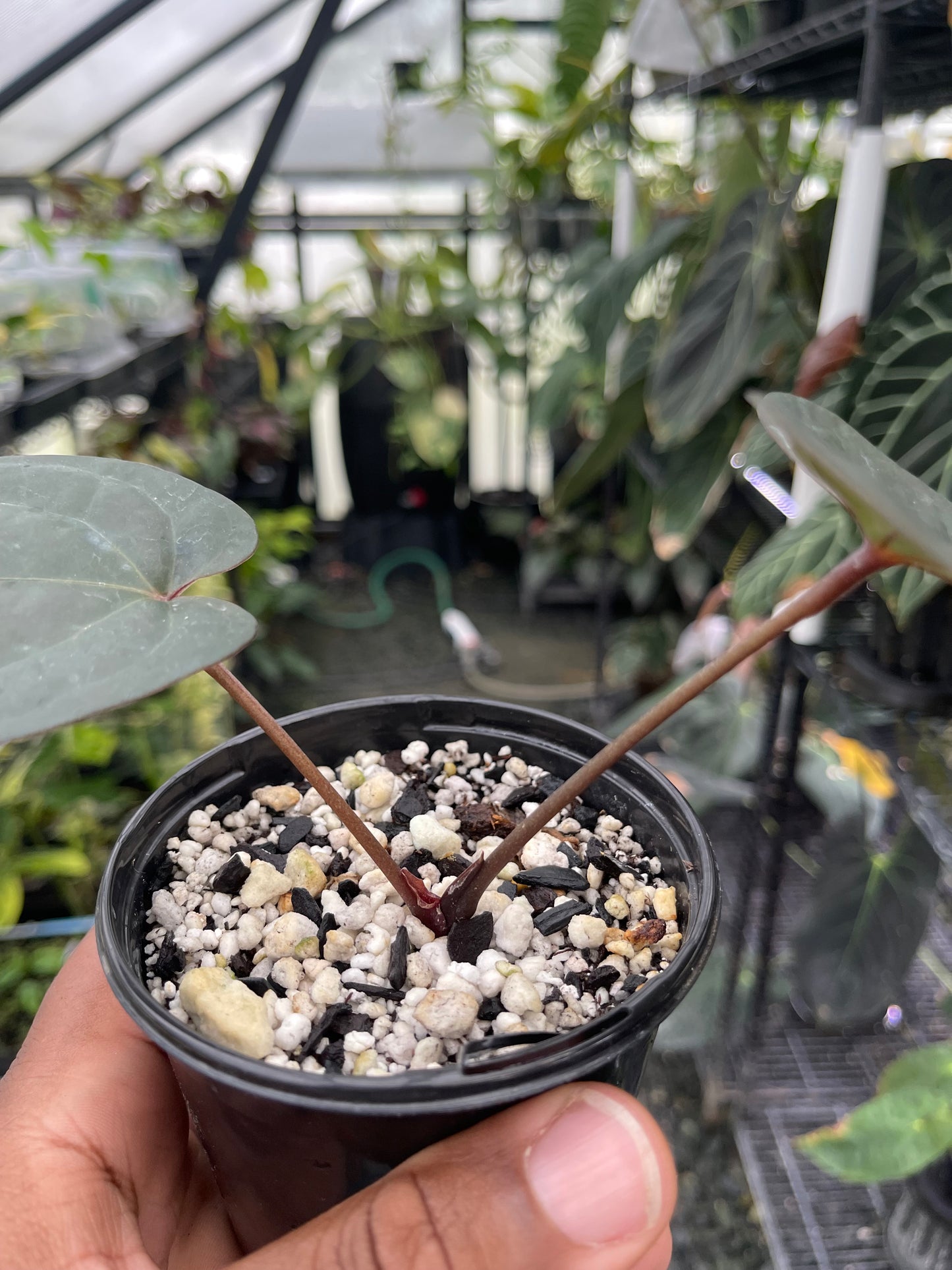 Anthurium Cerrocampanense/Pap x Tim’s Black
