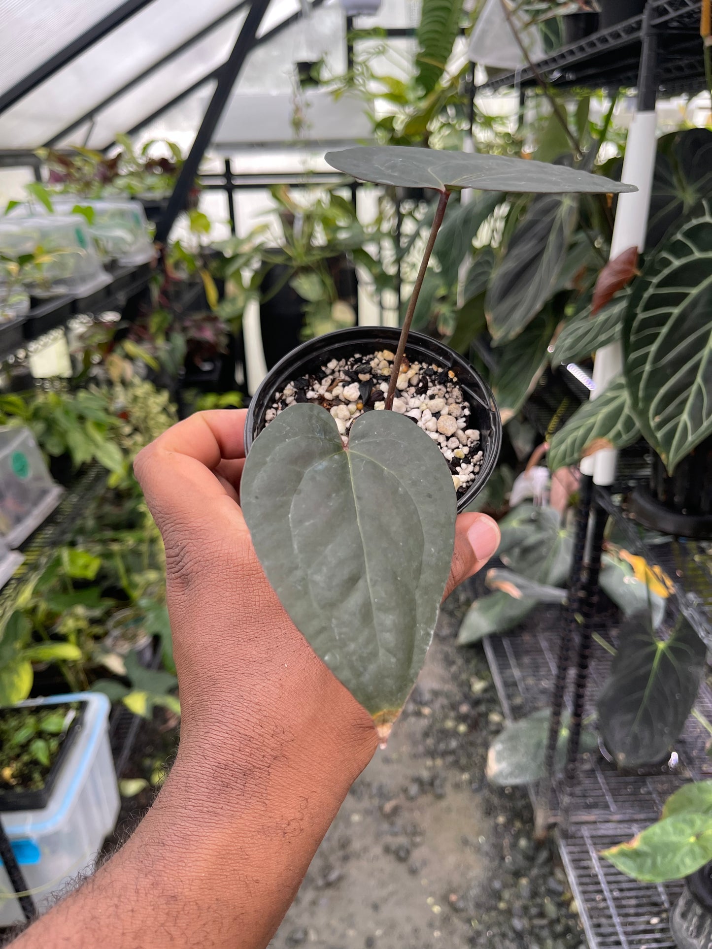 Anthurium Cerrocampanense/Pap x Tim’s Black