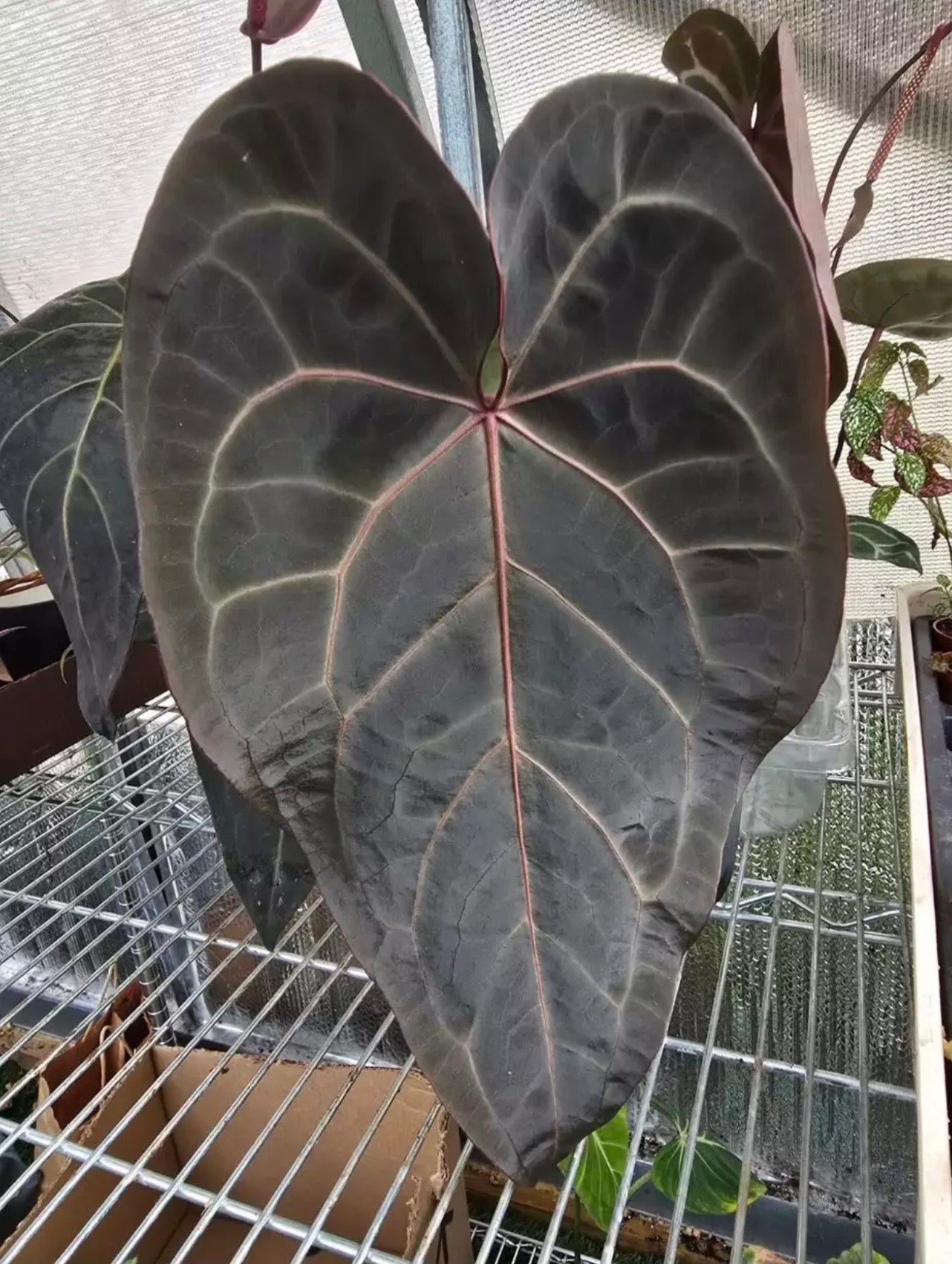 Anthurium Doc Block Dark & Handsome x Red Velvet Cake (Clone/Offset)