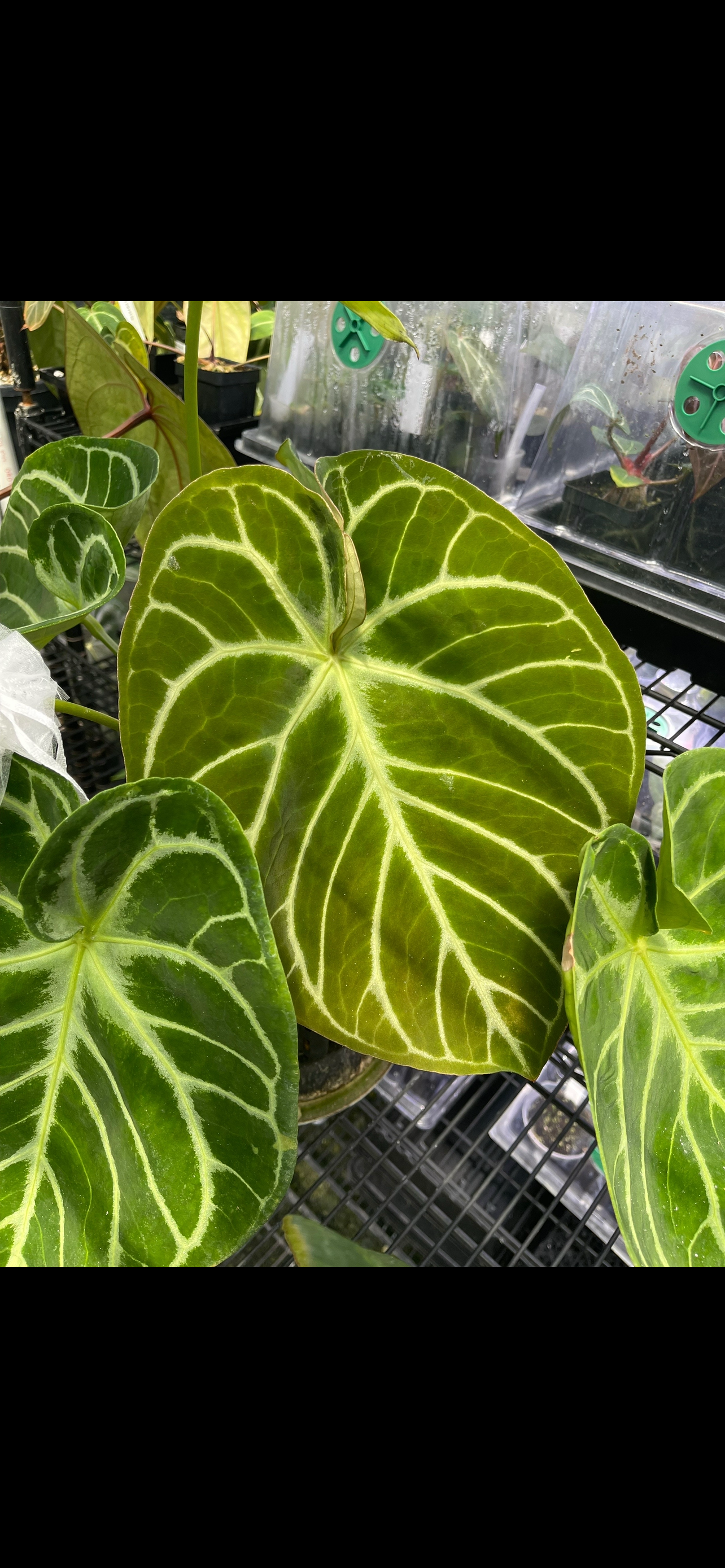 Anthurium Veitchii La elección del cultivador
