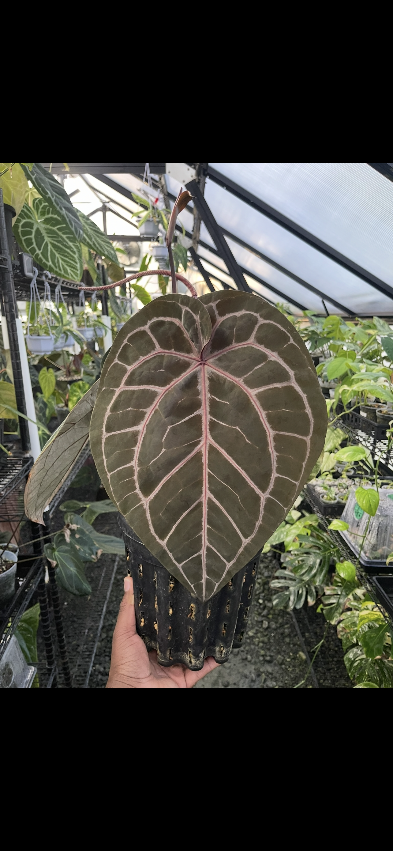 Anthurium Veitchii La elección del cultivador