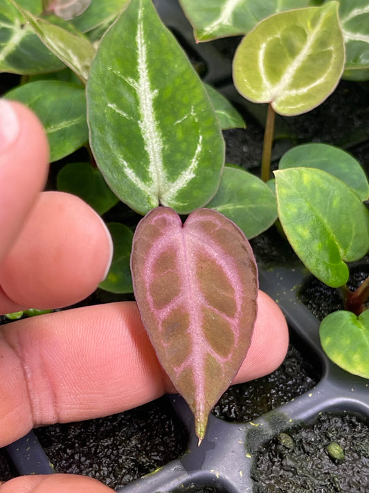 Anthurium Veitchii La elección del cultivador