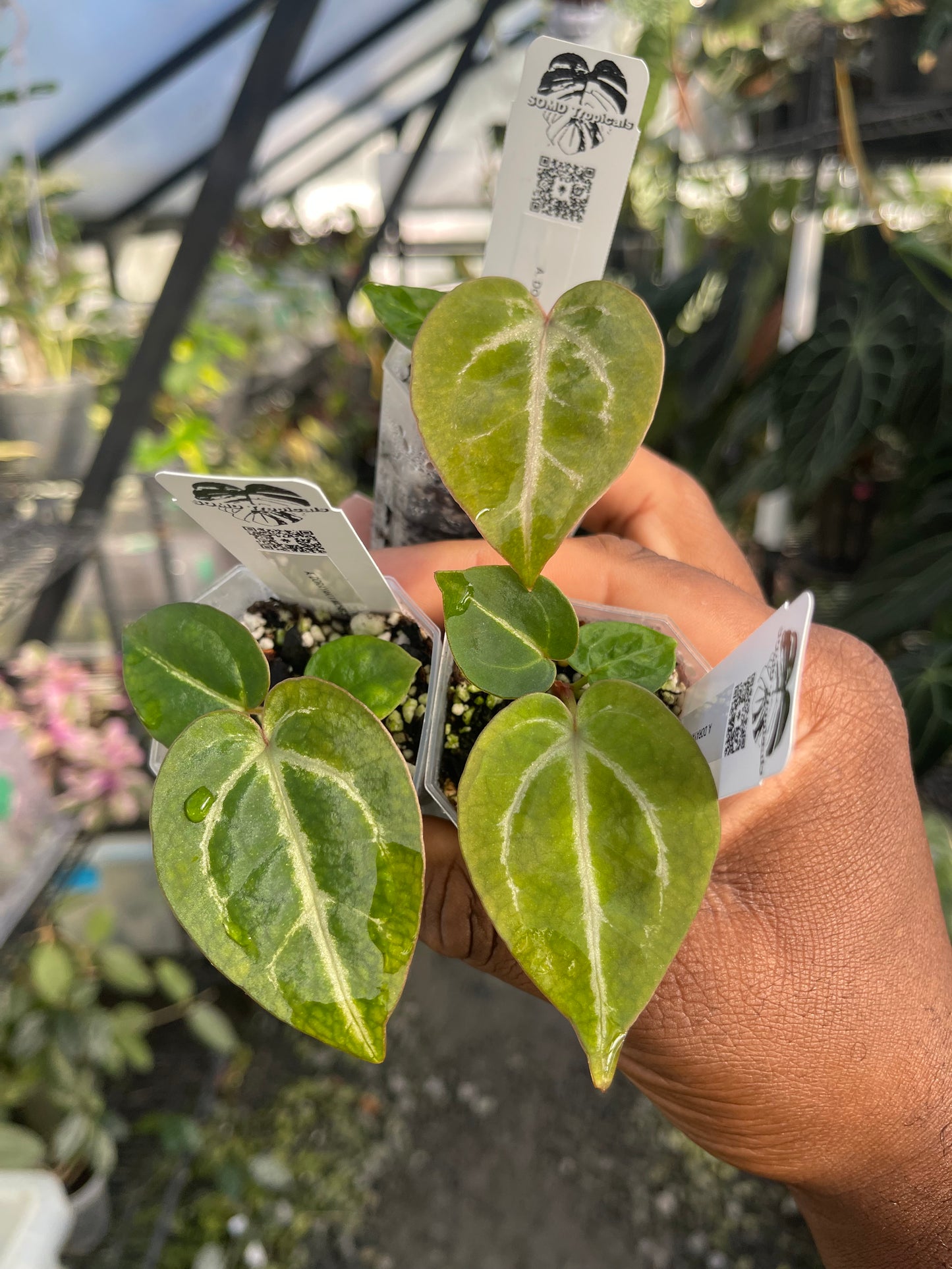 Anthurium Veitchii La elección del cultivador