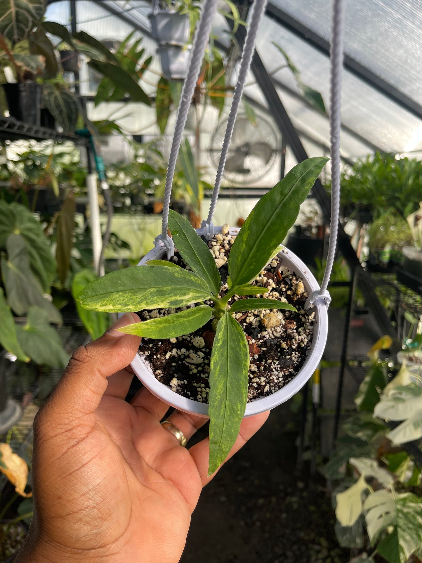 Anthurium Vittarifolium Variegated