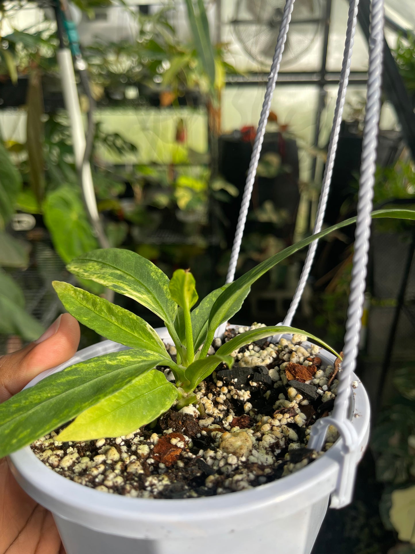 Anthurium Vittarifolium Variegated