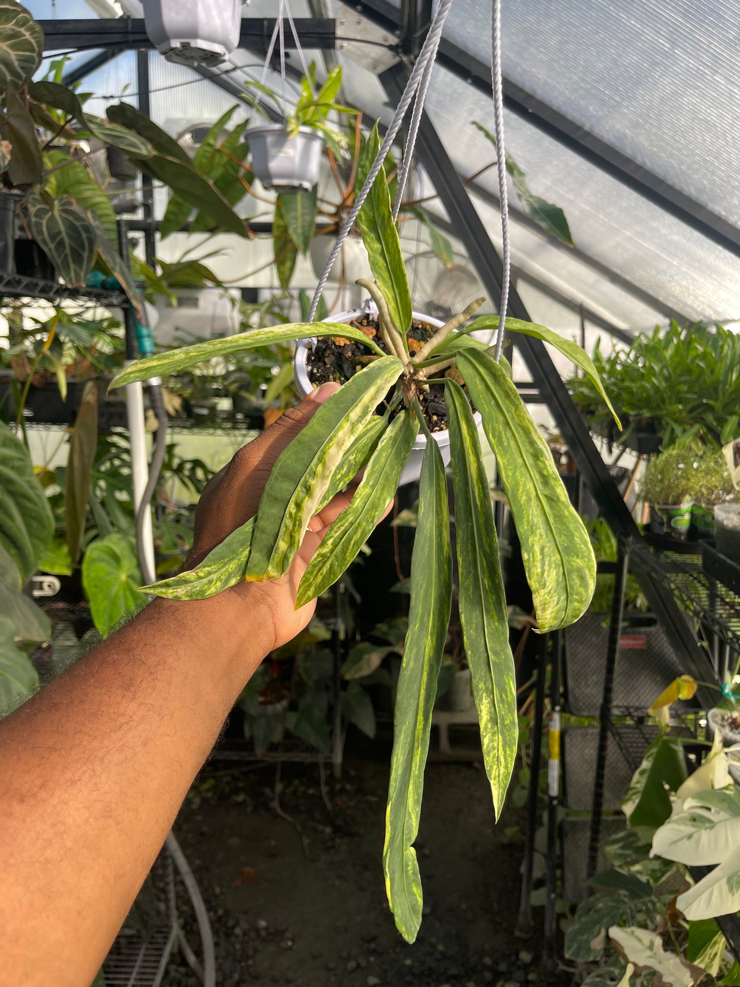 Anthurium Vittarifolium Variegated
