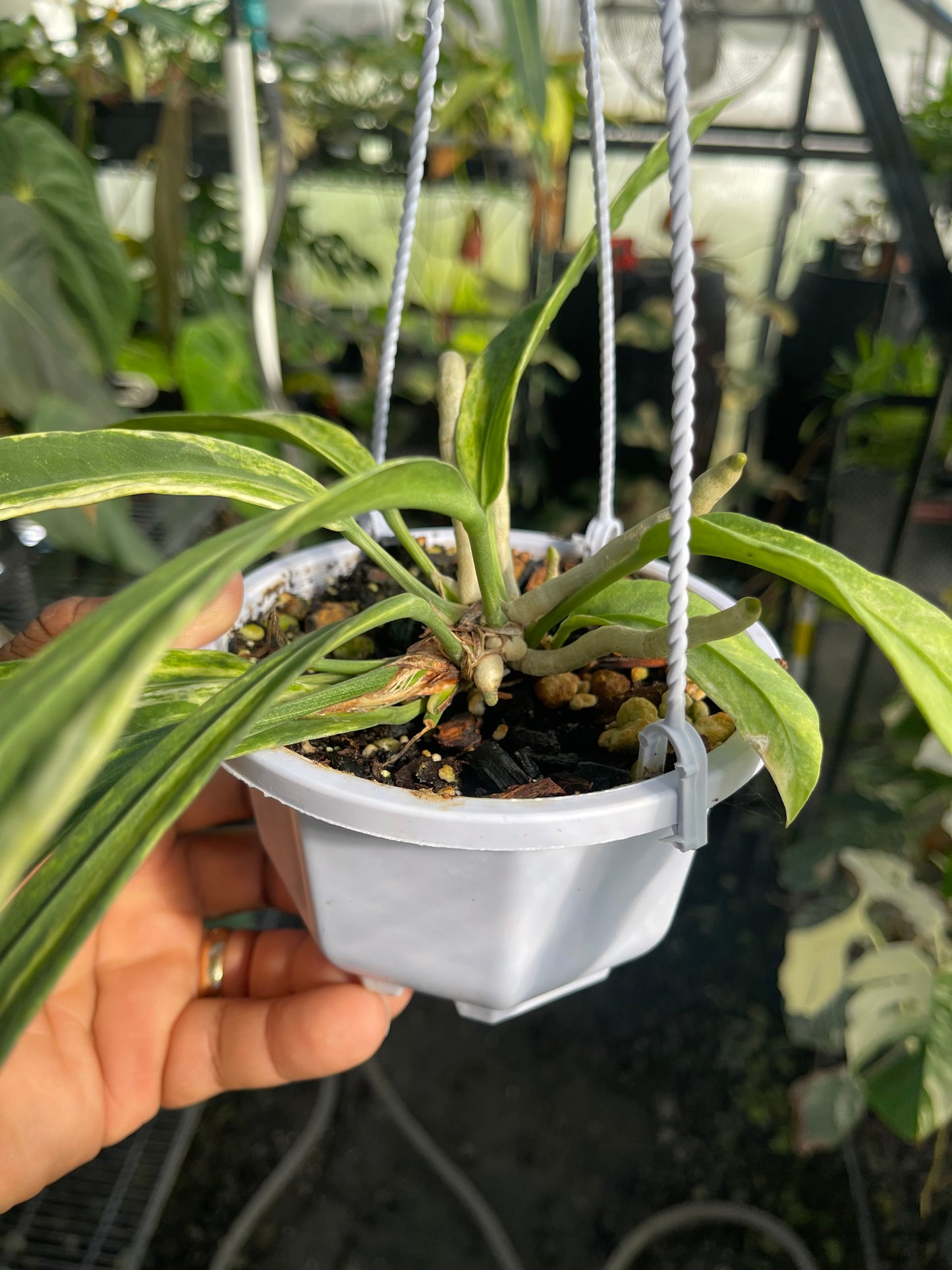 Anthurium Vittarifolium Variegated