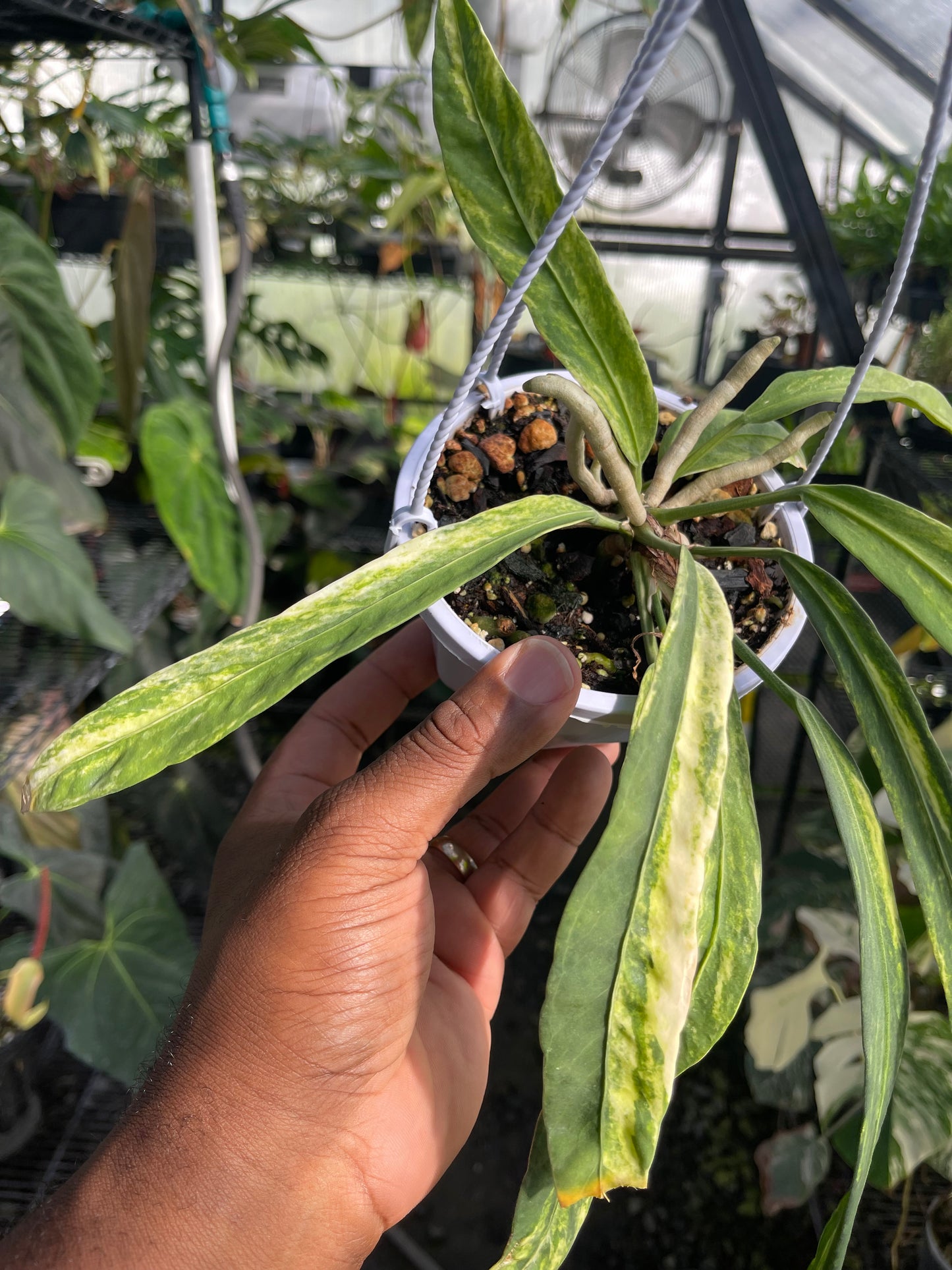 Anthurium Vittarifolium Variegated