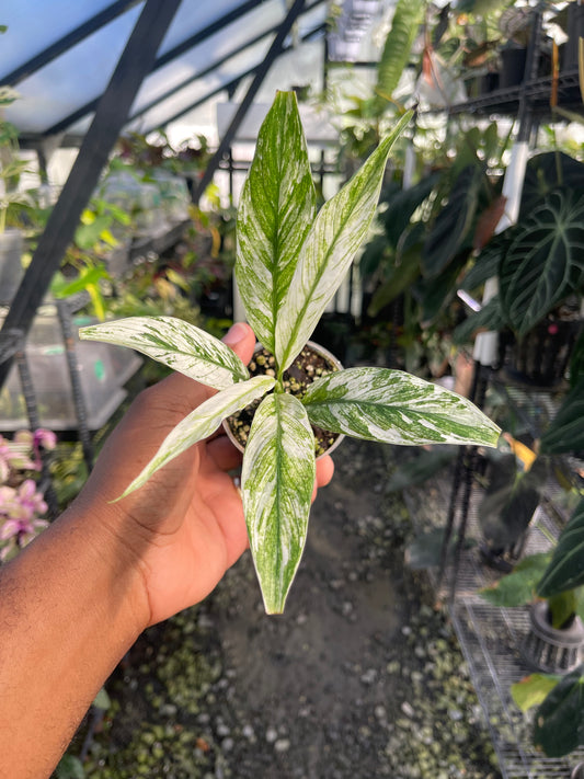 Variegated Spathiphyllum- Grower’s Choice