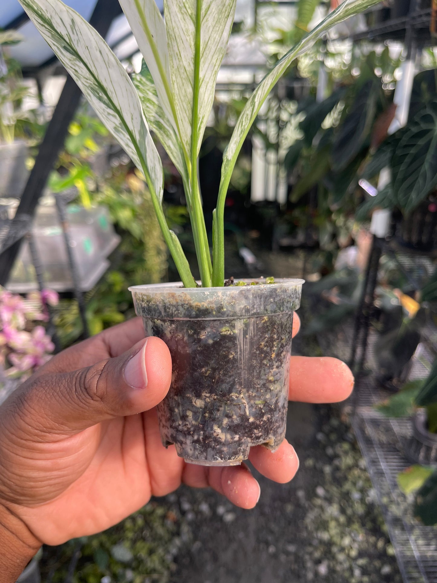 Variegated Spathiphyllum- Grower’s Choice